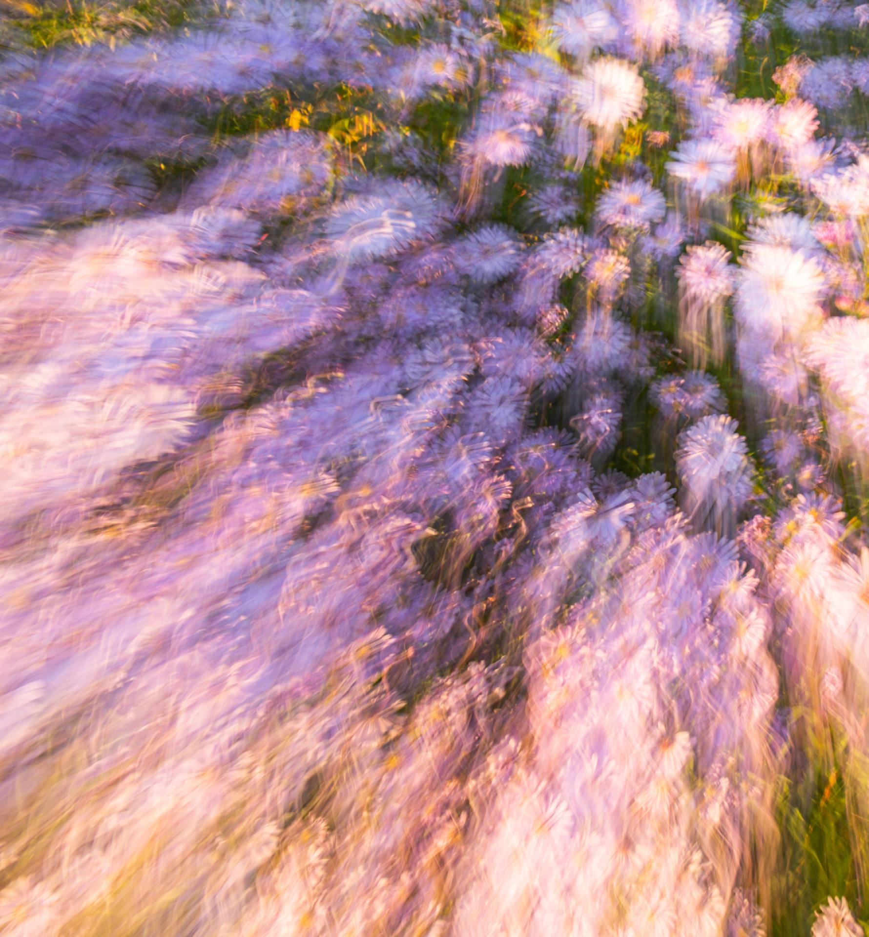 European Photography Awards Winner - The Flower River
