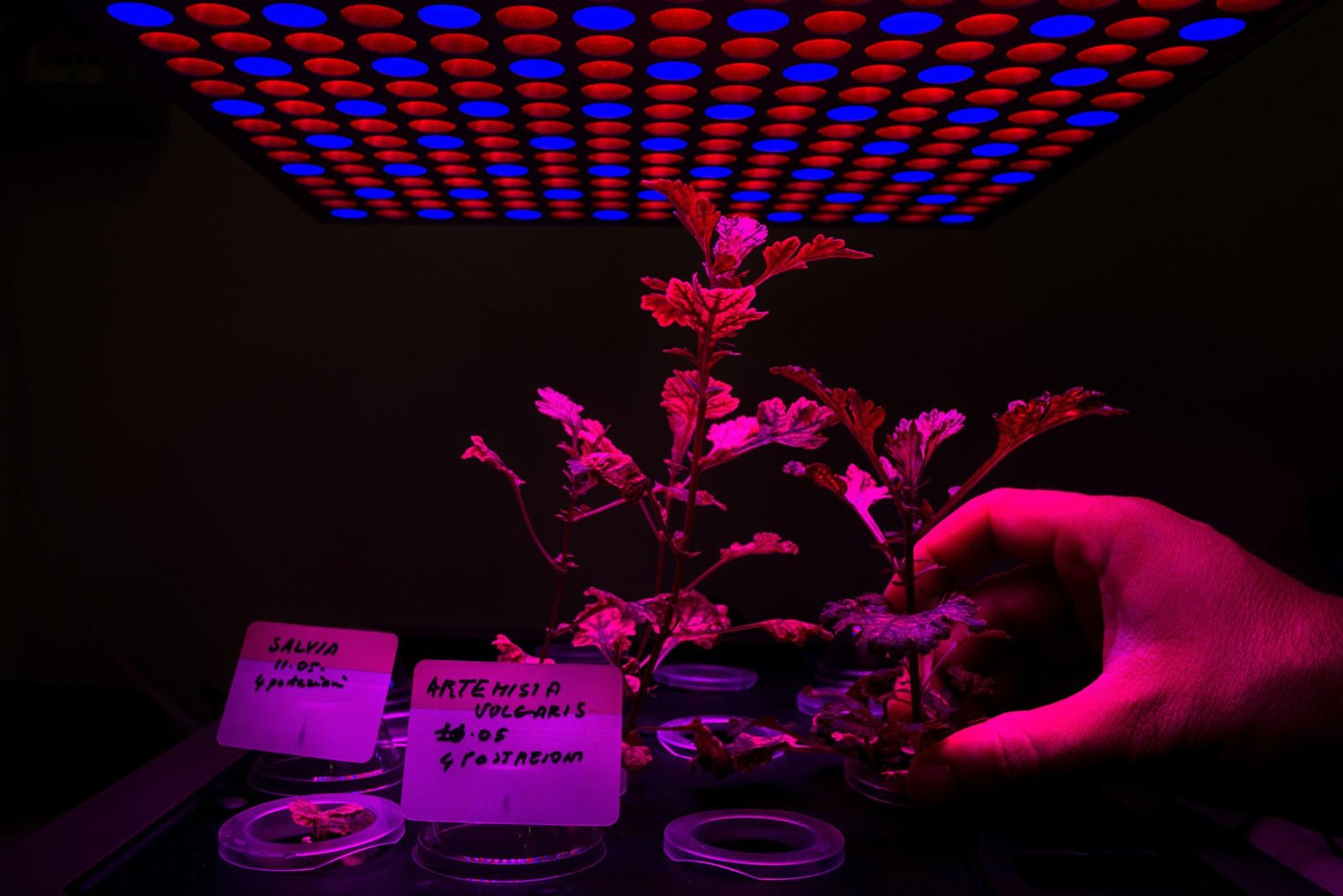 European Photography Awards Winner - Nemo's Garden