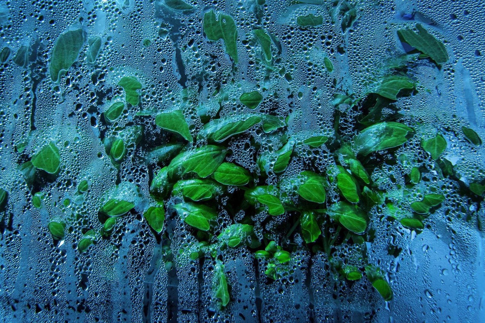 European Photography Awards Winner - Nemo's Garden