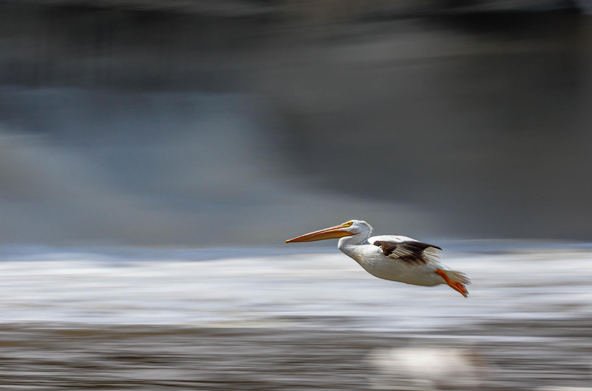 European Photography Awards Winner - PELICAN ON FINAL