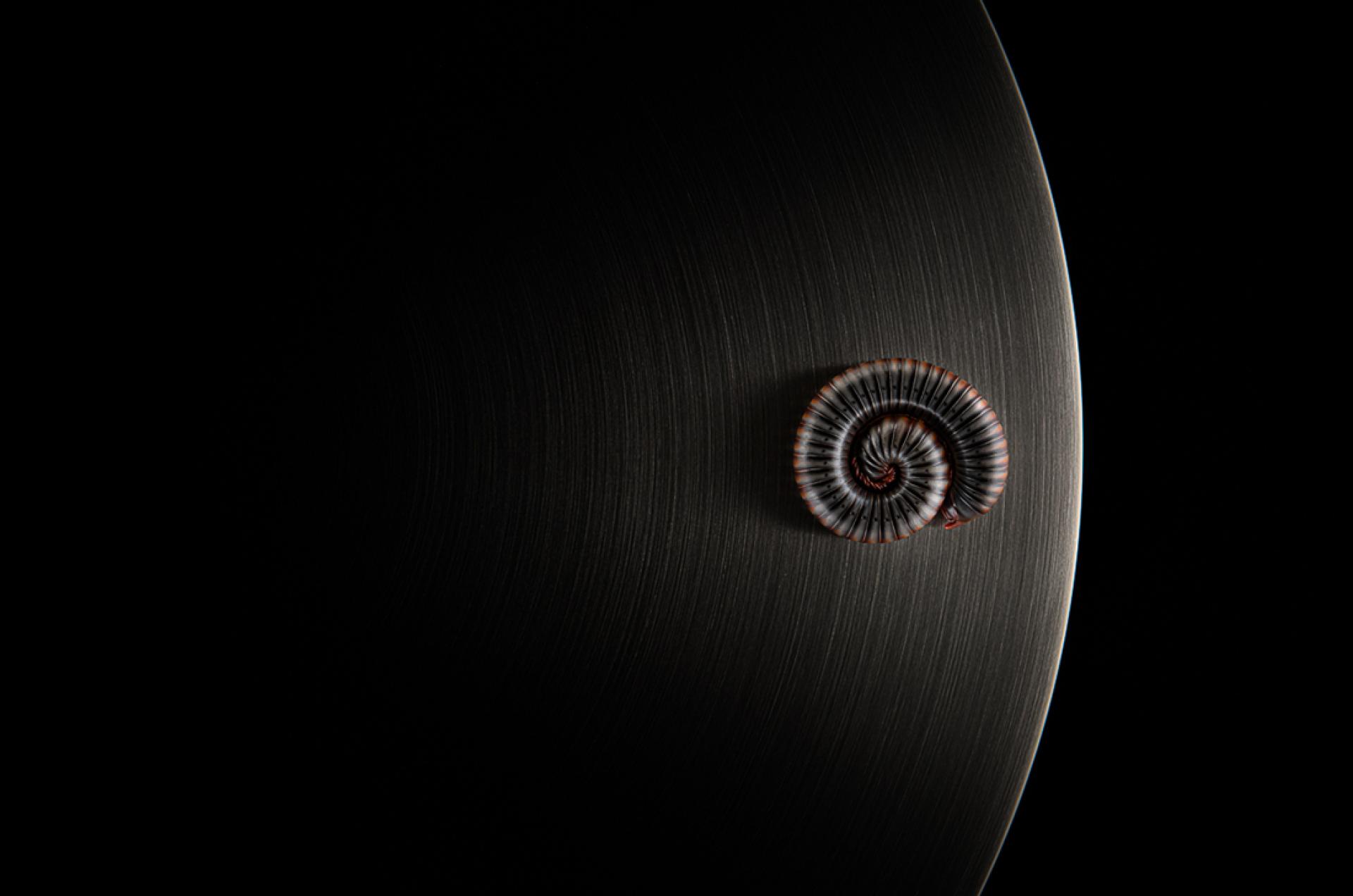 European Photography Awards Winner - Symbiosis 4.0
