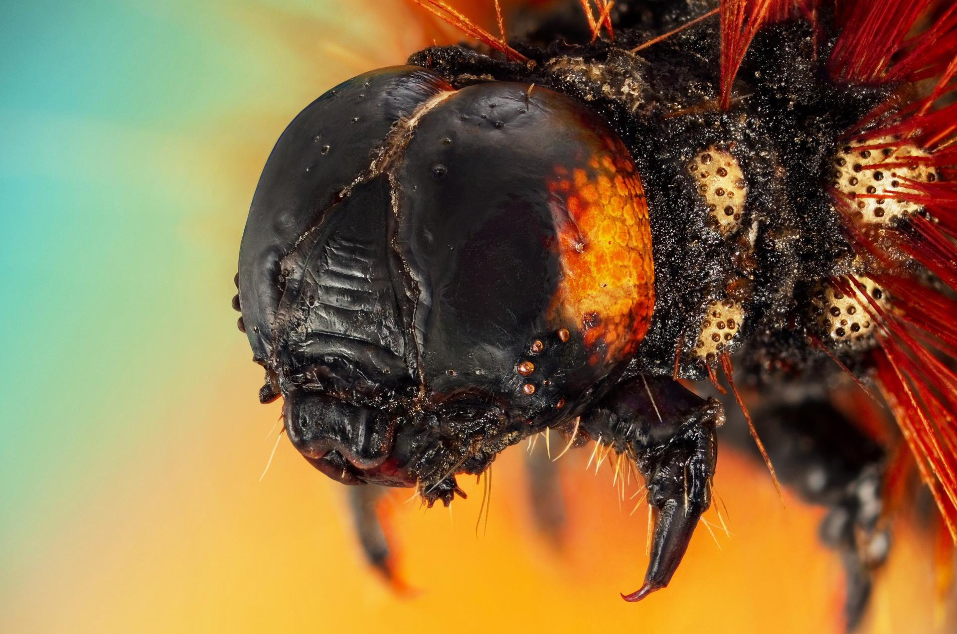 European Photography Awards Winner - Microcosmic Portraits of The Little Earthlings