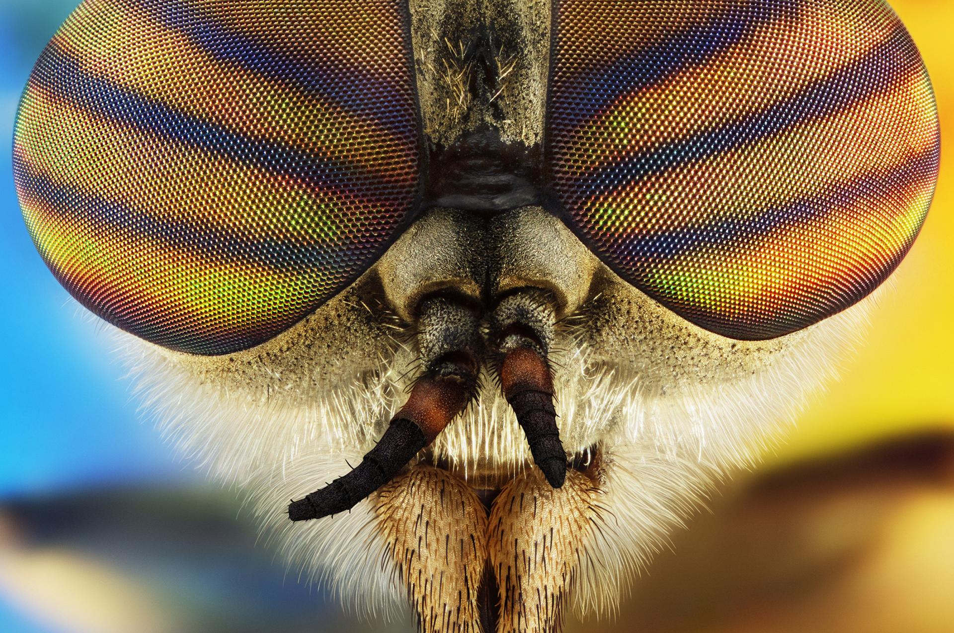 European Photography Awards Winner - Microcosmic Portraits of The Little Earthlings