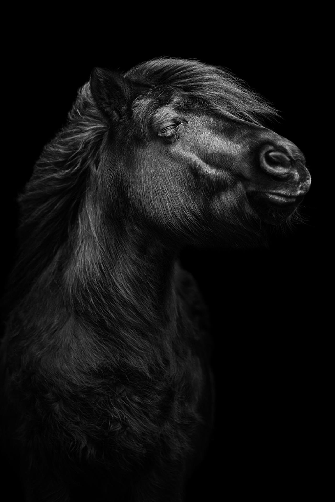 European Photography Awards Winner - Majesty