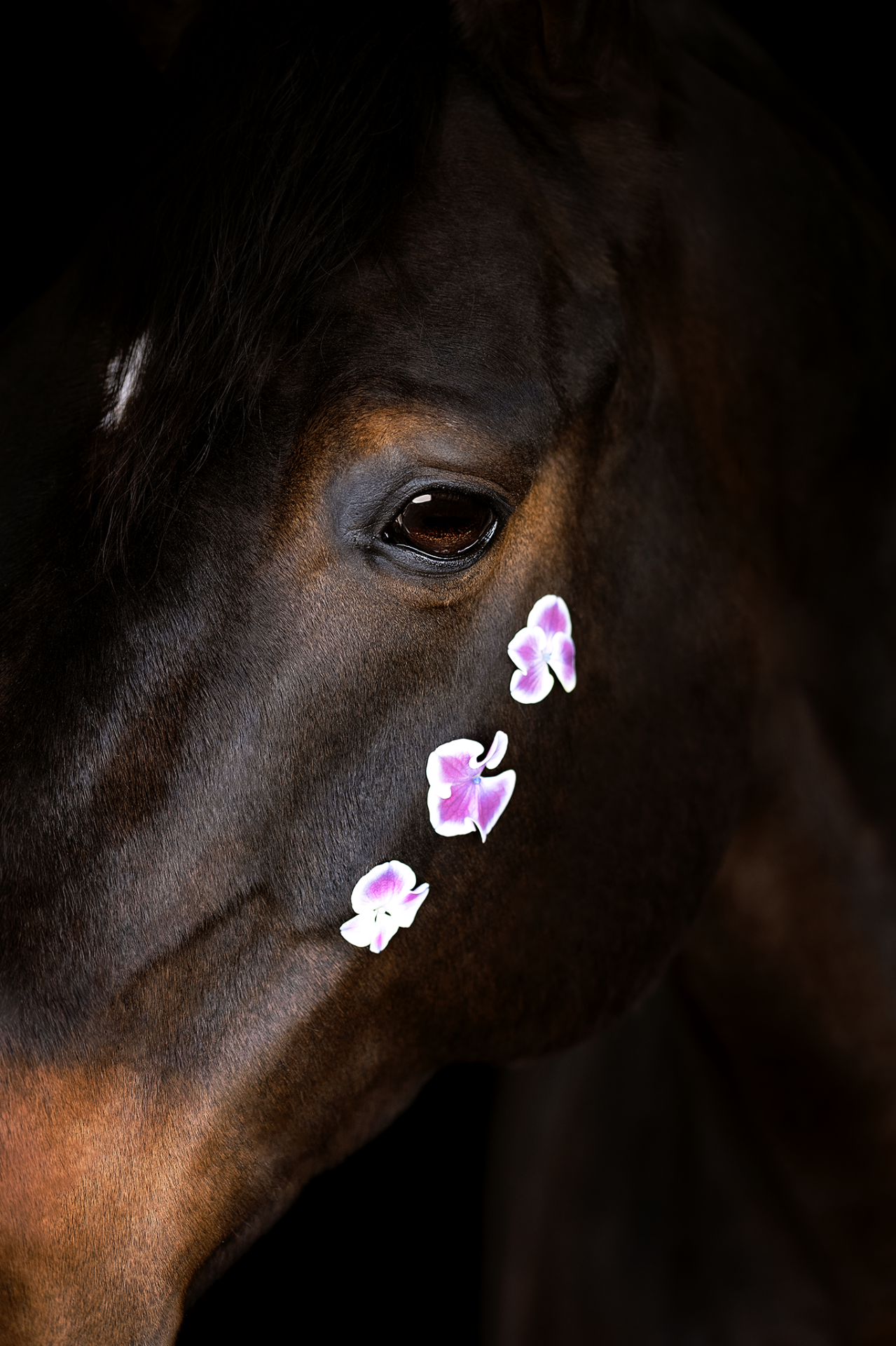 European Photography Awards Winner - Blossomhorse Donnington Park