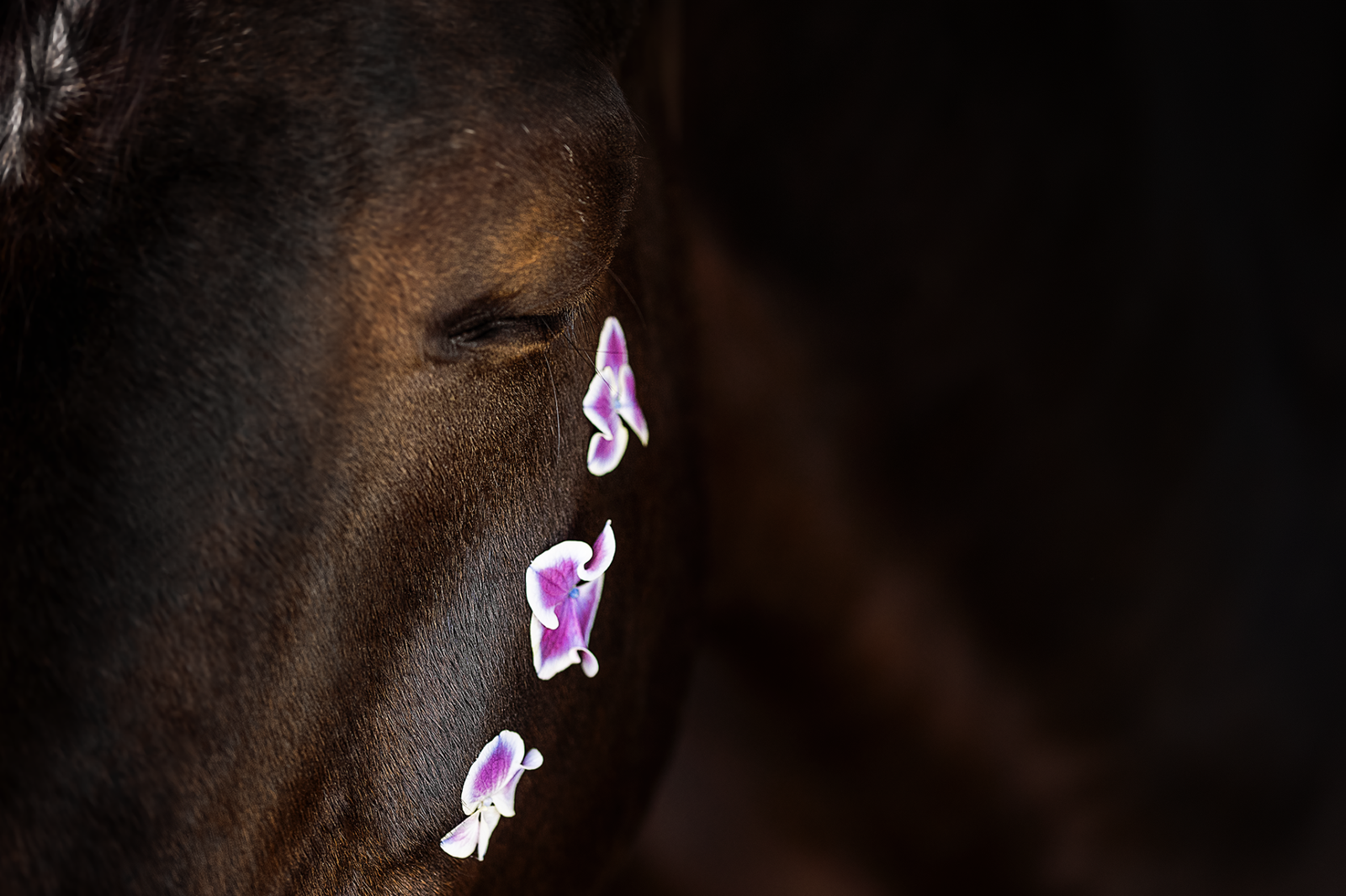 European Photography Awards Winner - Blossomhorse Donnington Park