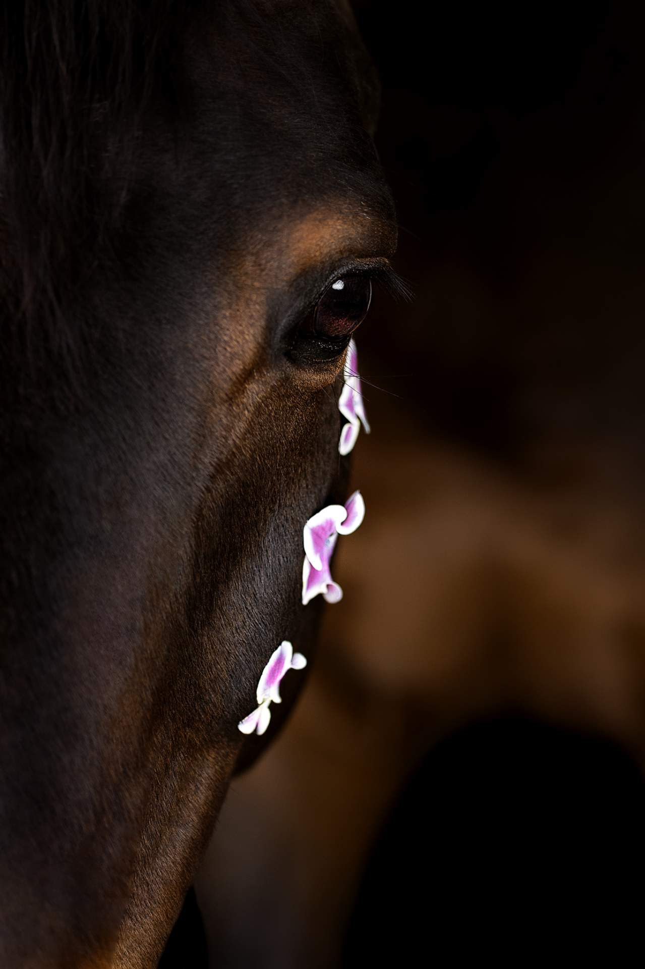 European Photography Awards Winner - Blossomhorse Donnington Park