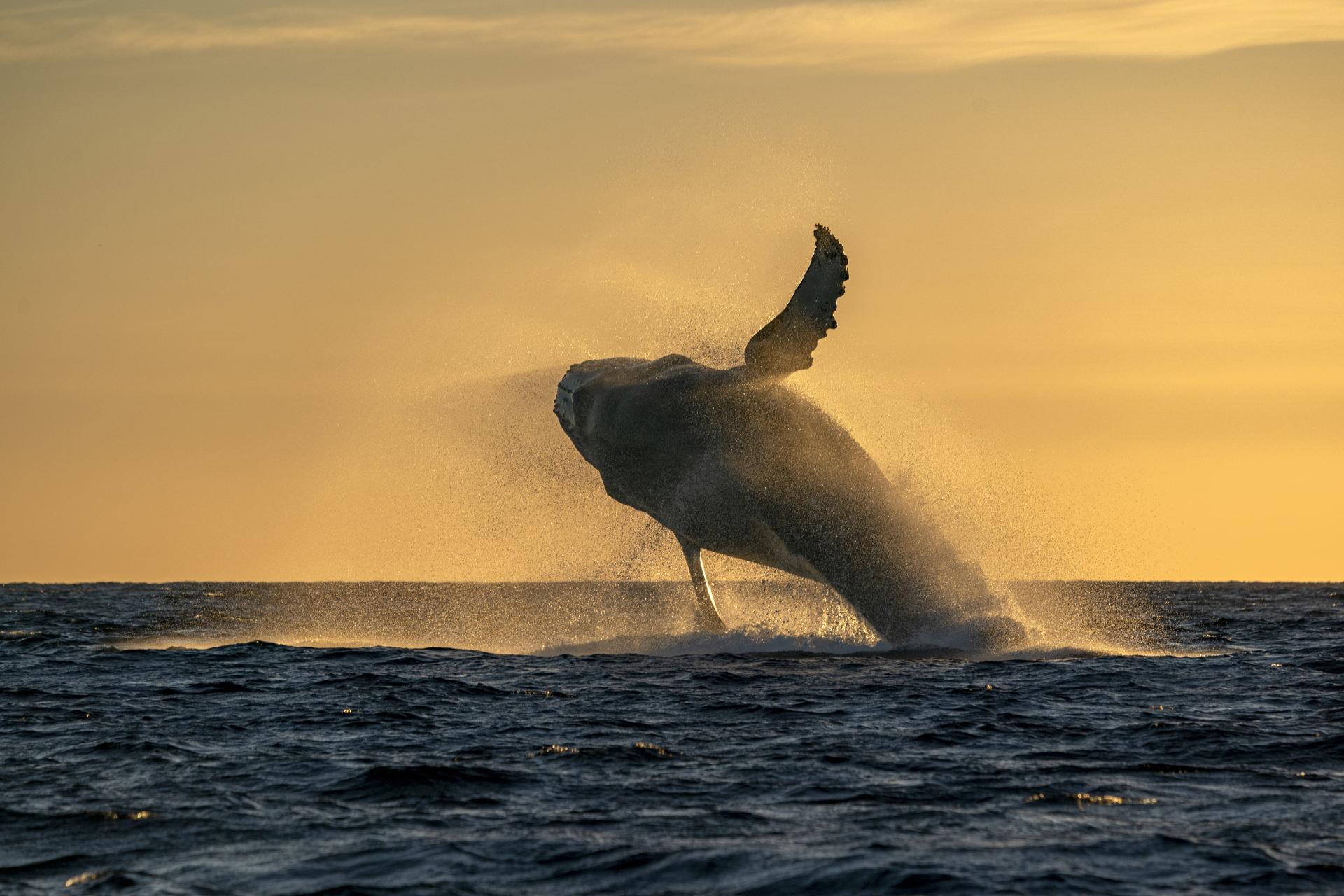 European Photography Awards Winner - The golden whale