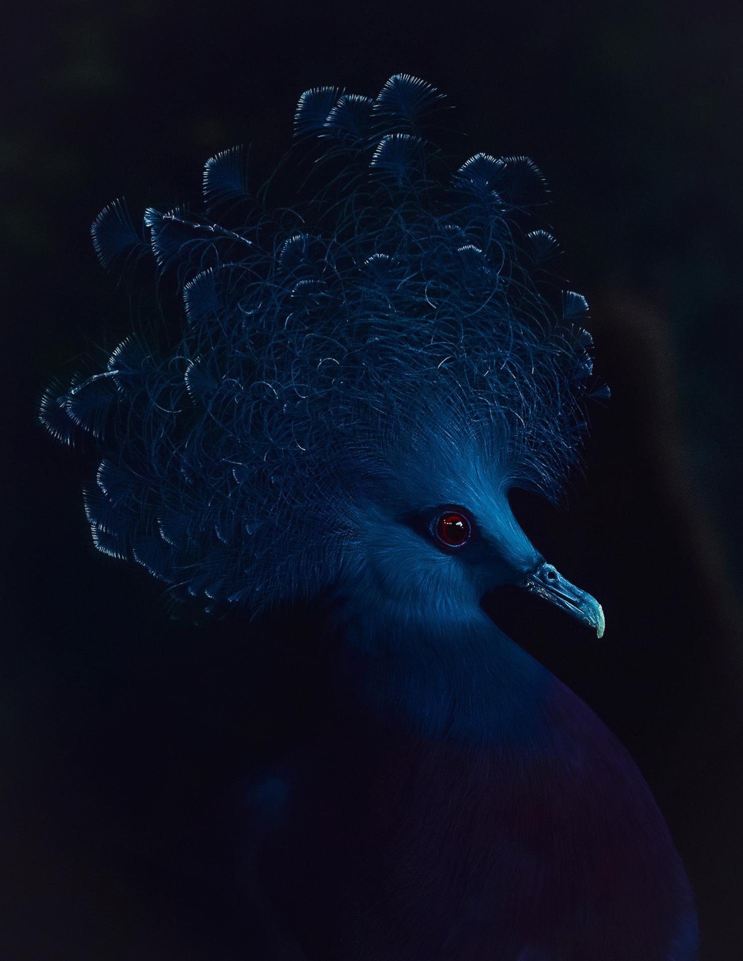European Photography Awards Winner - Portrait of Blue