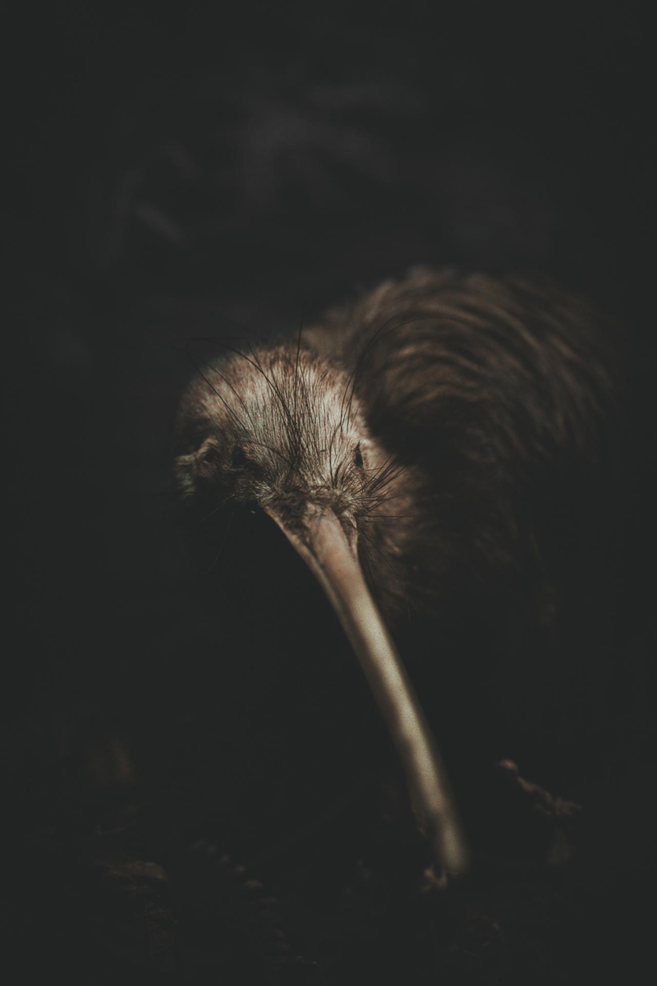 European Photography Awards Winner - Kiwi