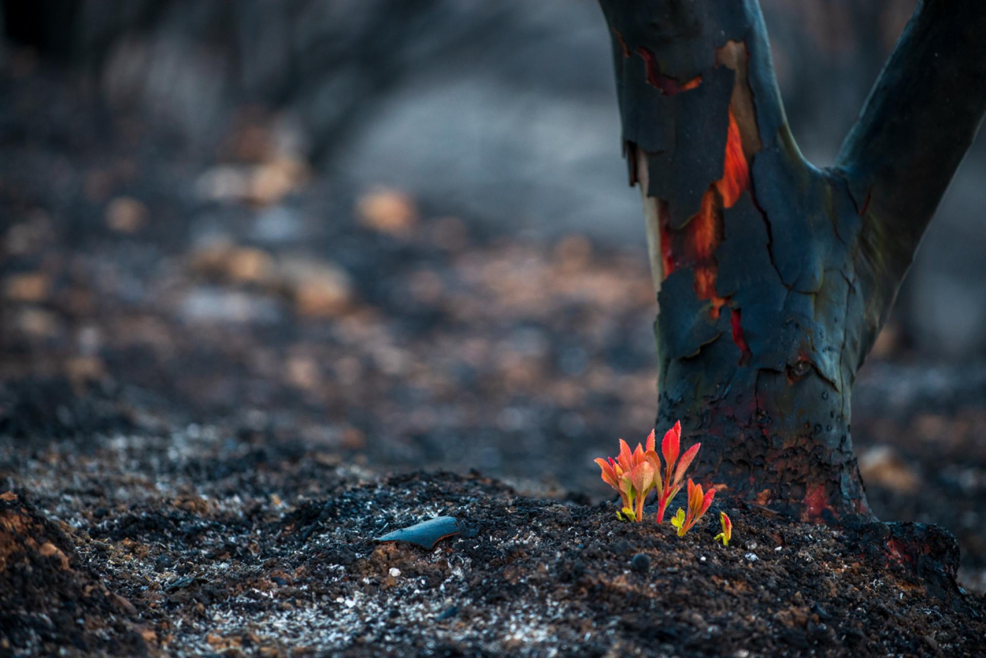 European Photography Awards Winner - Resilience 