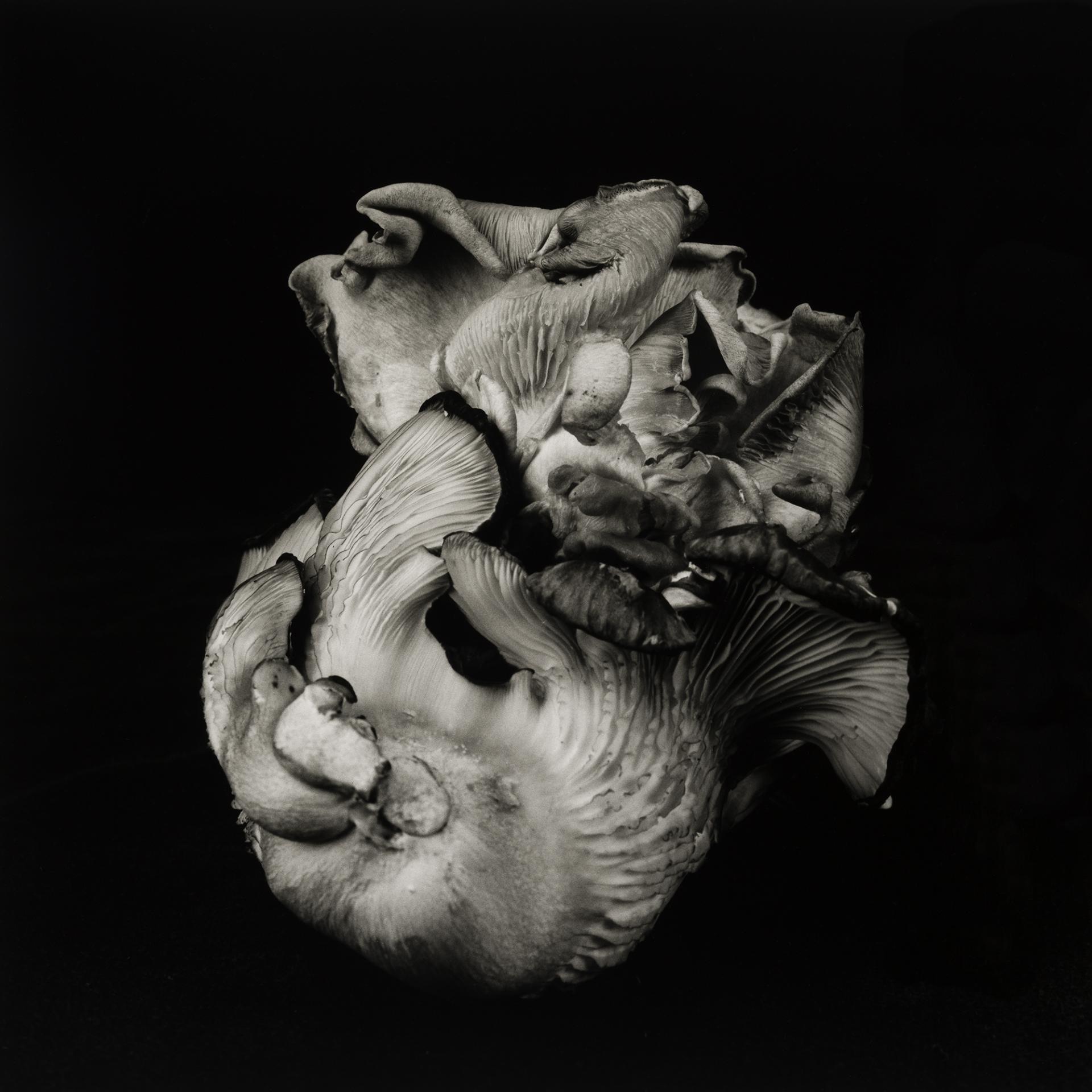 European Photography Awards Winner - Poetic