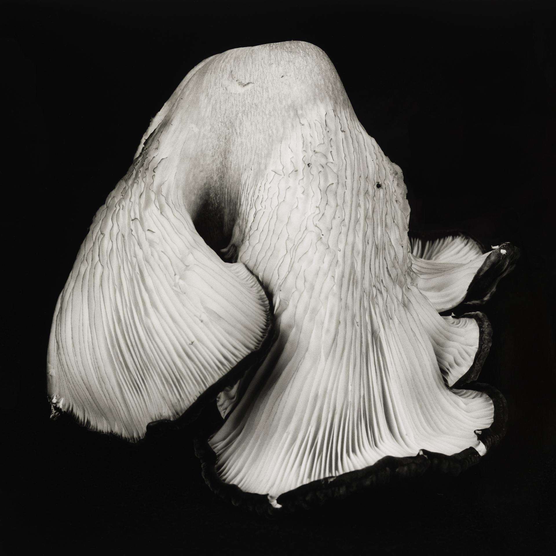 European Photography Awards Winner - Poetic