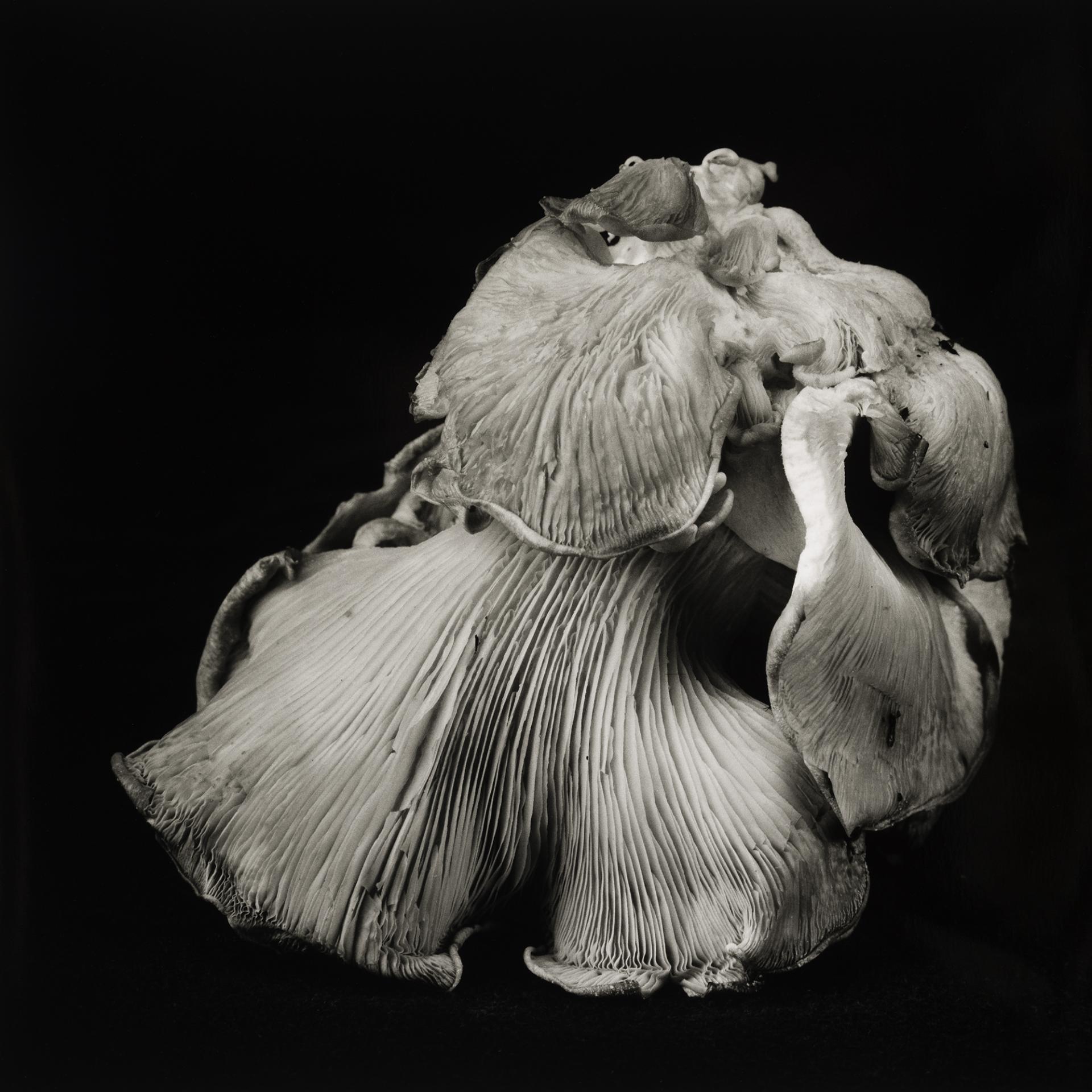 European Photography Awards Winner - Poetic