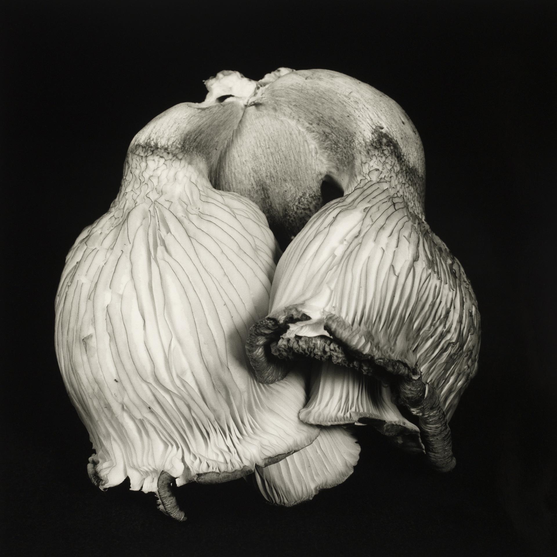 European Photography Awards Winner - Poetic