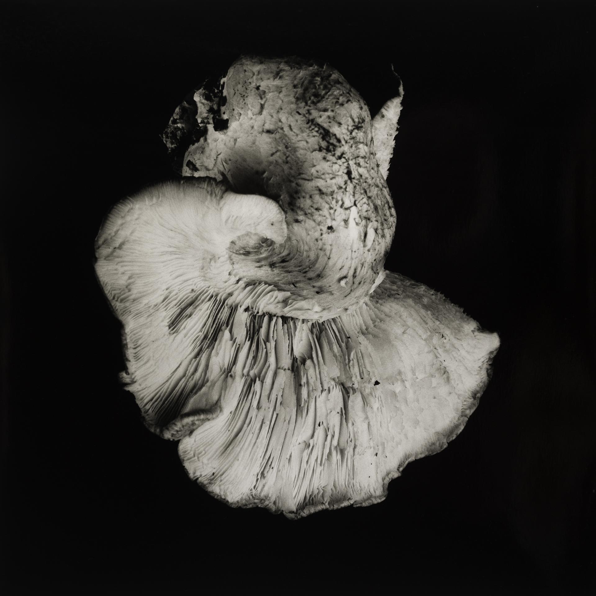 European Photography Awards Winner - Poetic