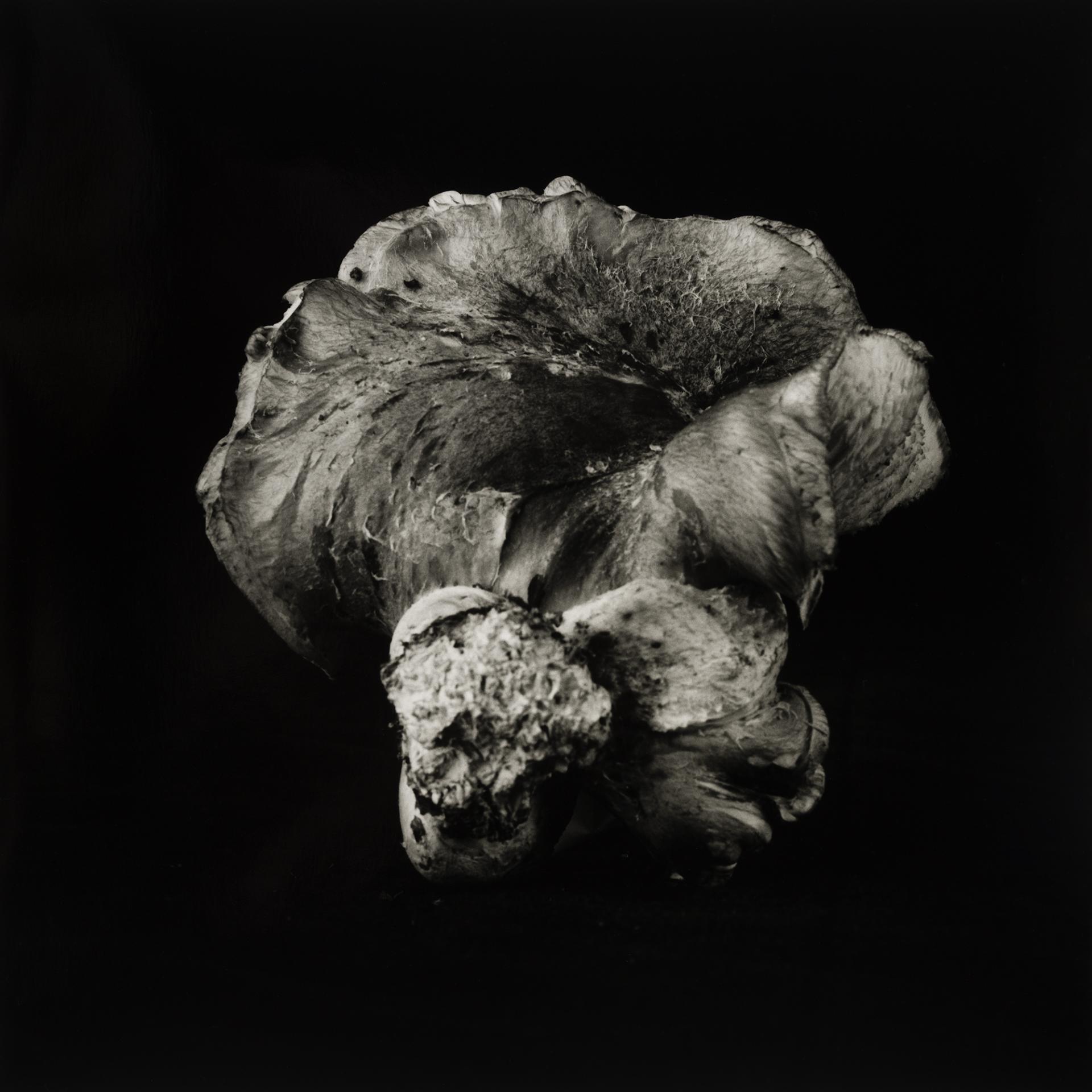 European Photography Awards Winner - Poetic