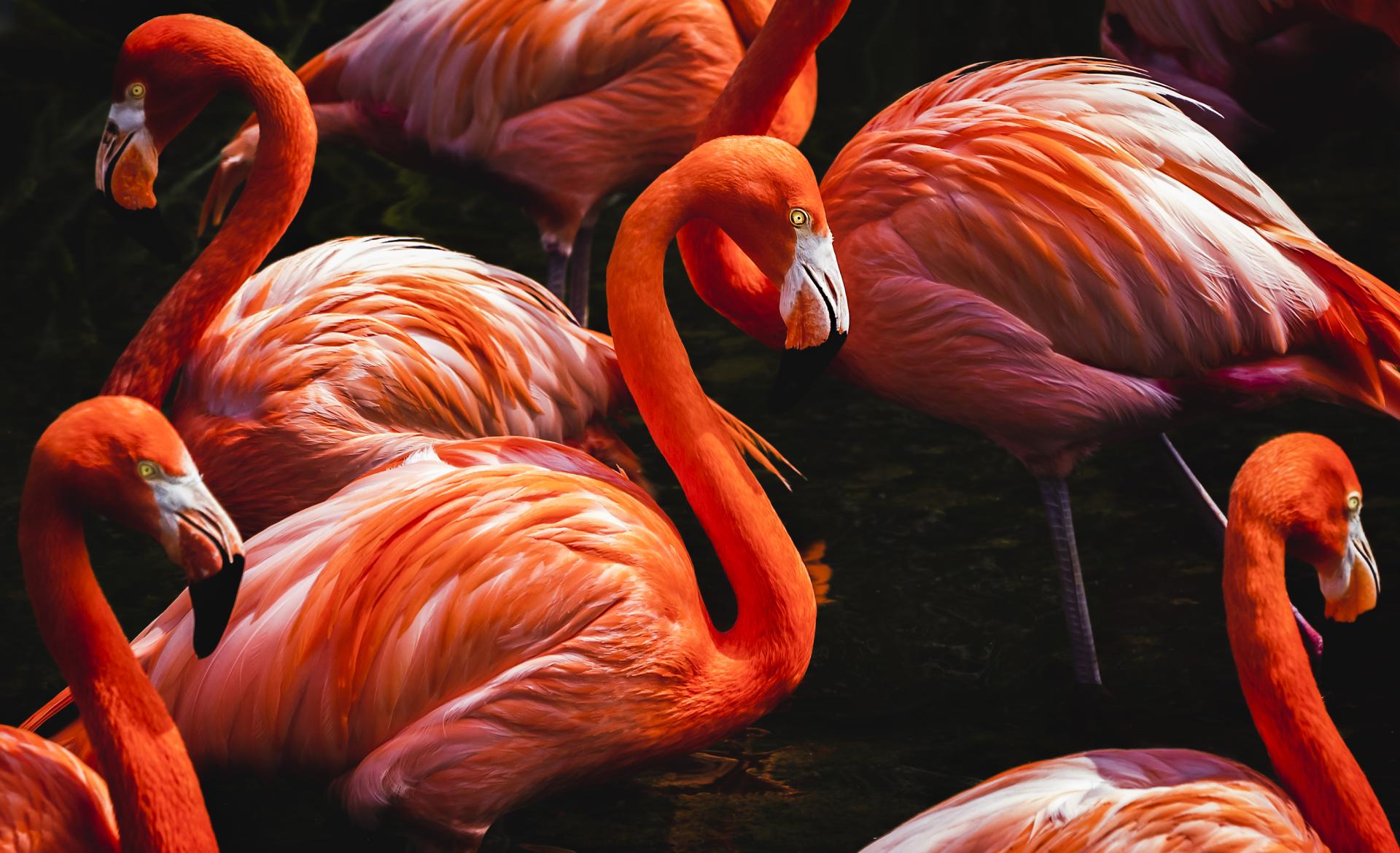 European Photography Awards Winner - Flamingos