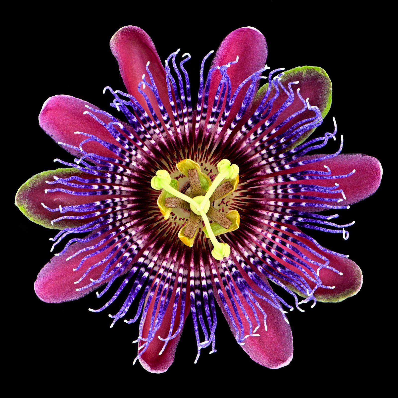 European Photography Awards Winner - Passion Flower I