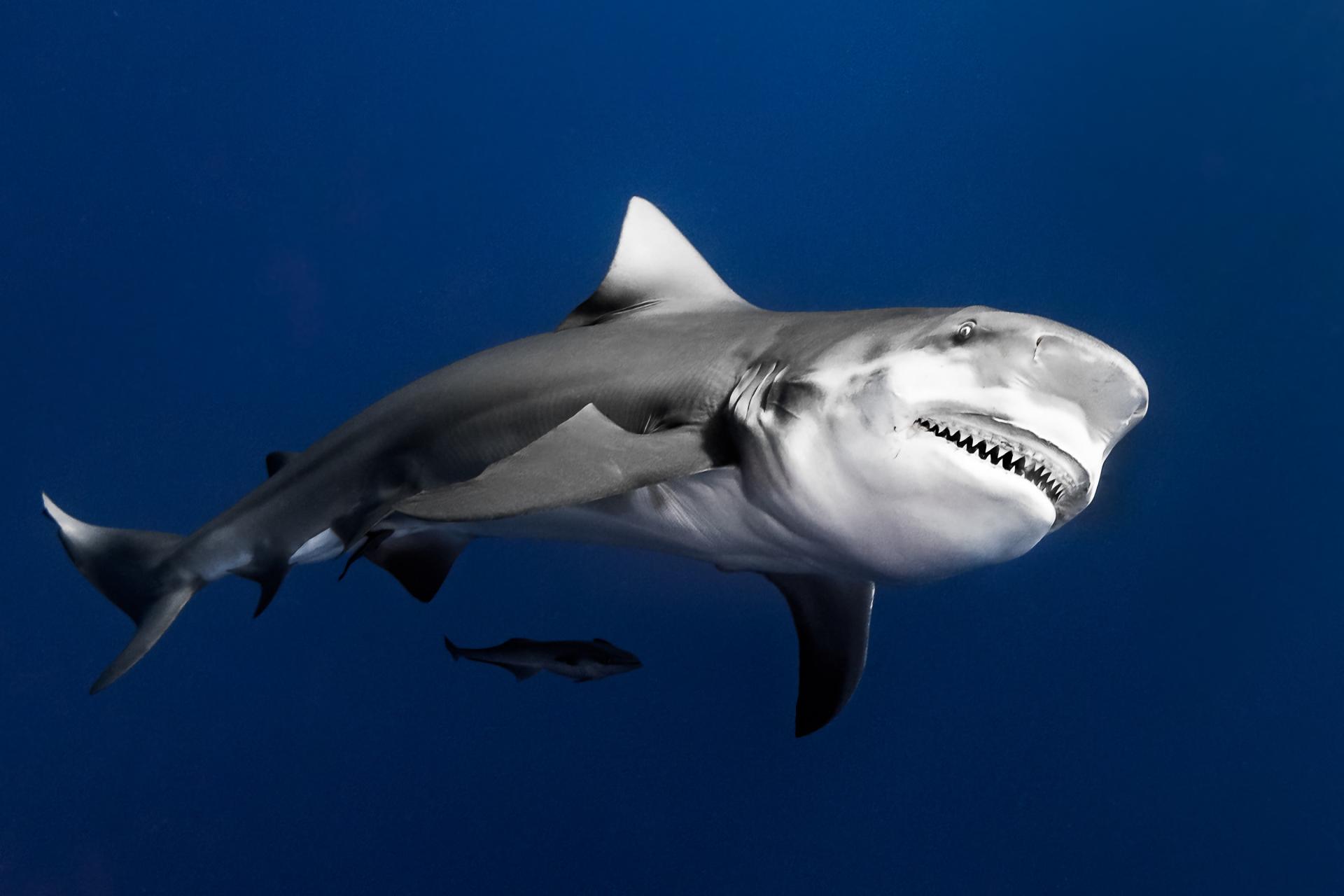 European Photography Awards Winner - Bull Shark smile