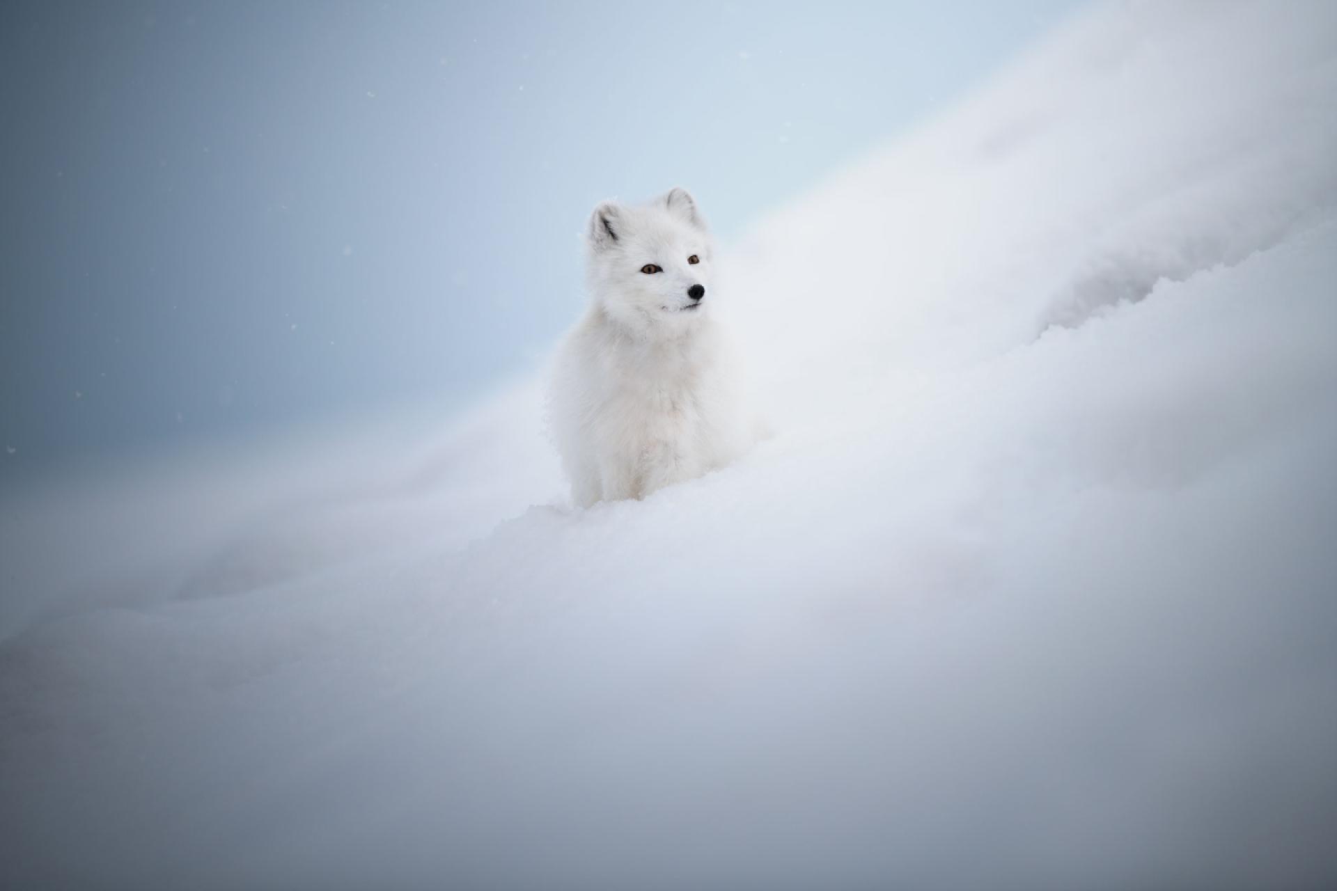 European Photography Awards Winner - Footprints in the snow