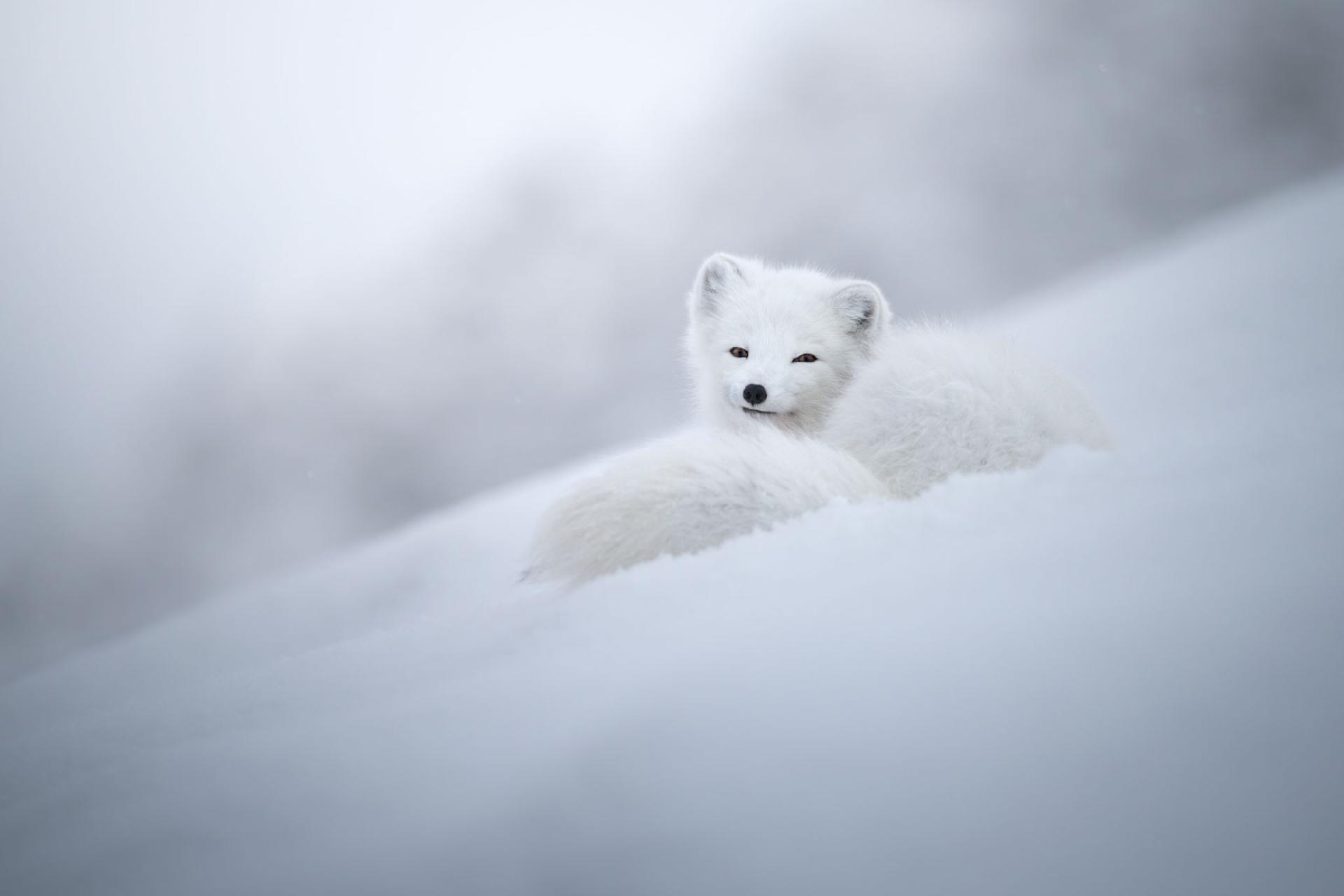 European Photography Awards Winner - My Arctic Fox