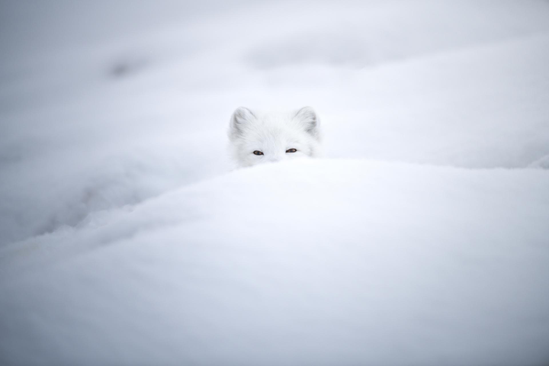 European Photography Awards Winner - My Arctic Fox