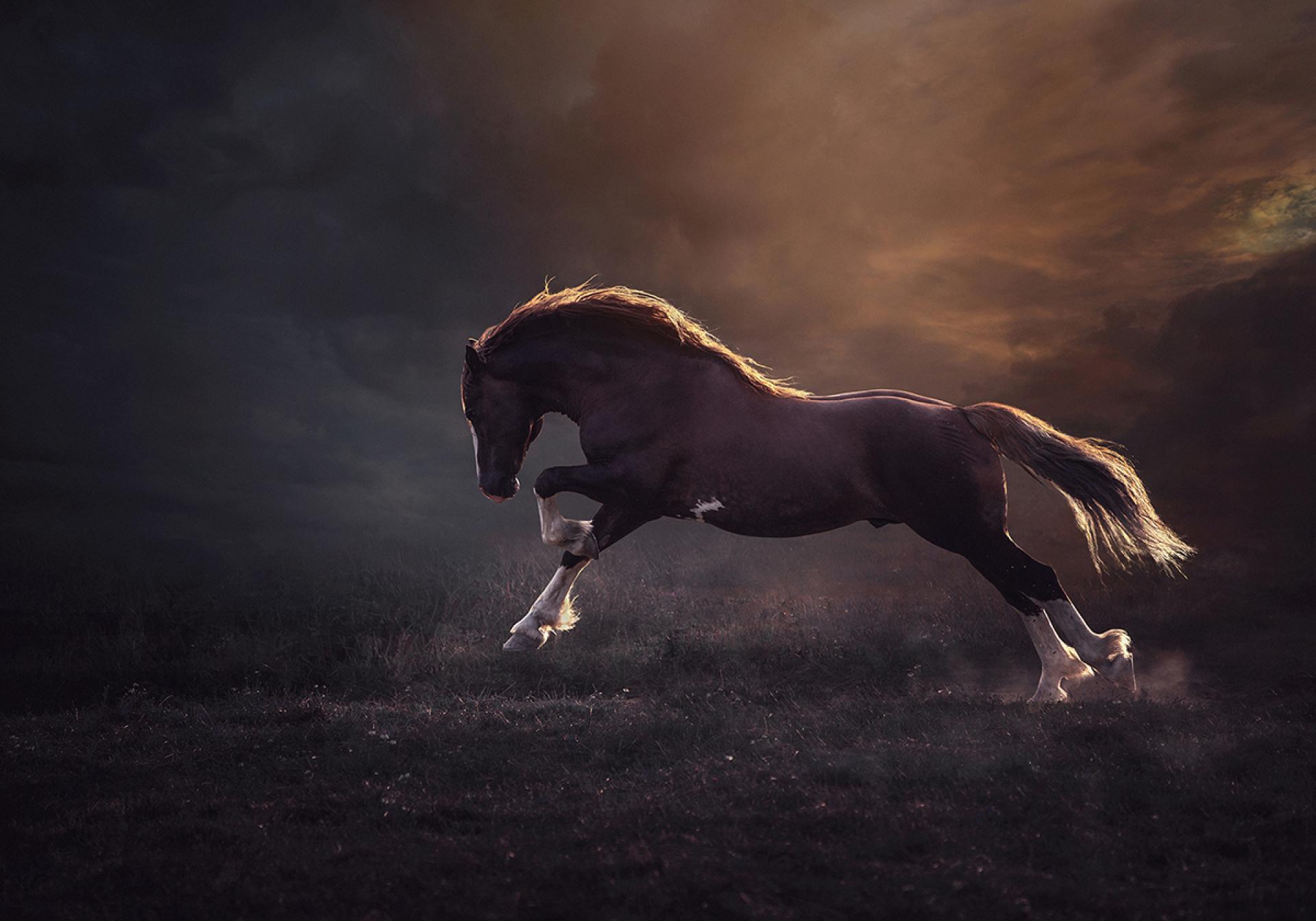 European Photography Awards Winner - Magic Of Horses