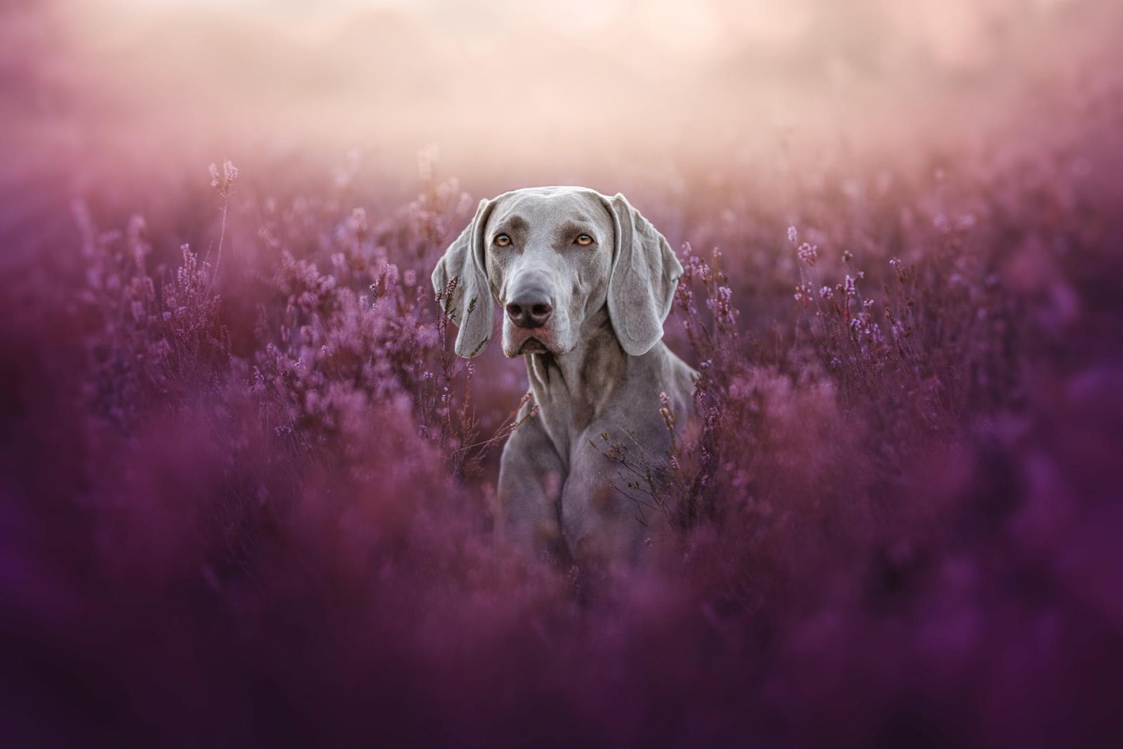 European Photography Awards Winner - Follow the flower rainbow