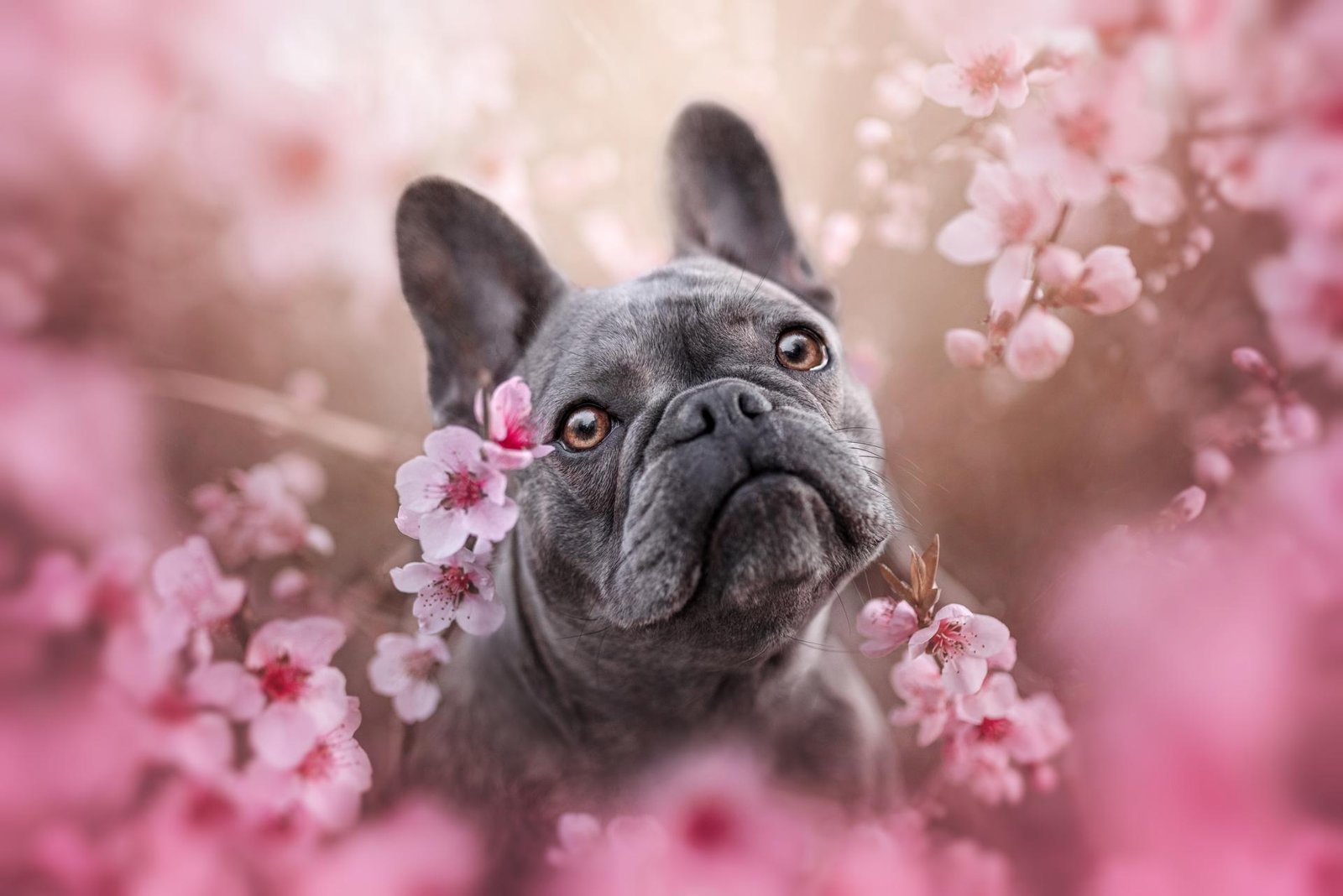 European Photography Awards Winner - Follow the flower rainbow