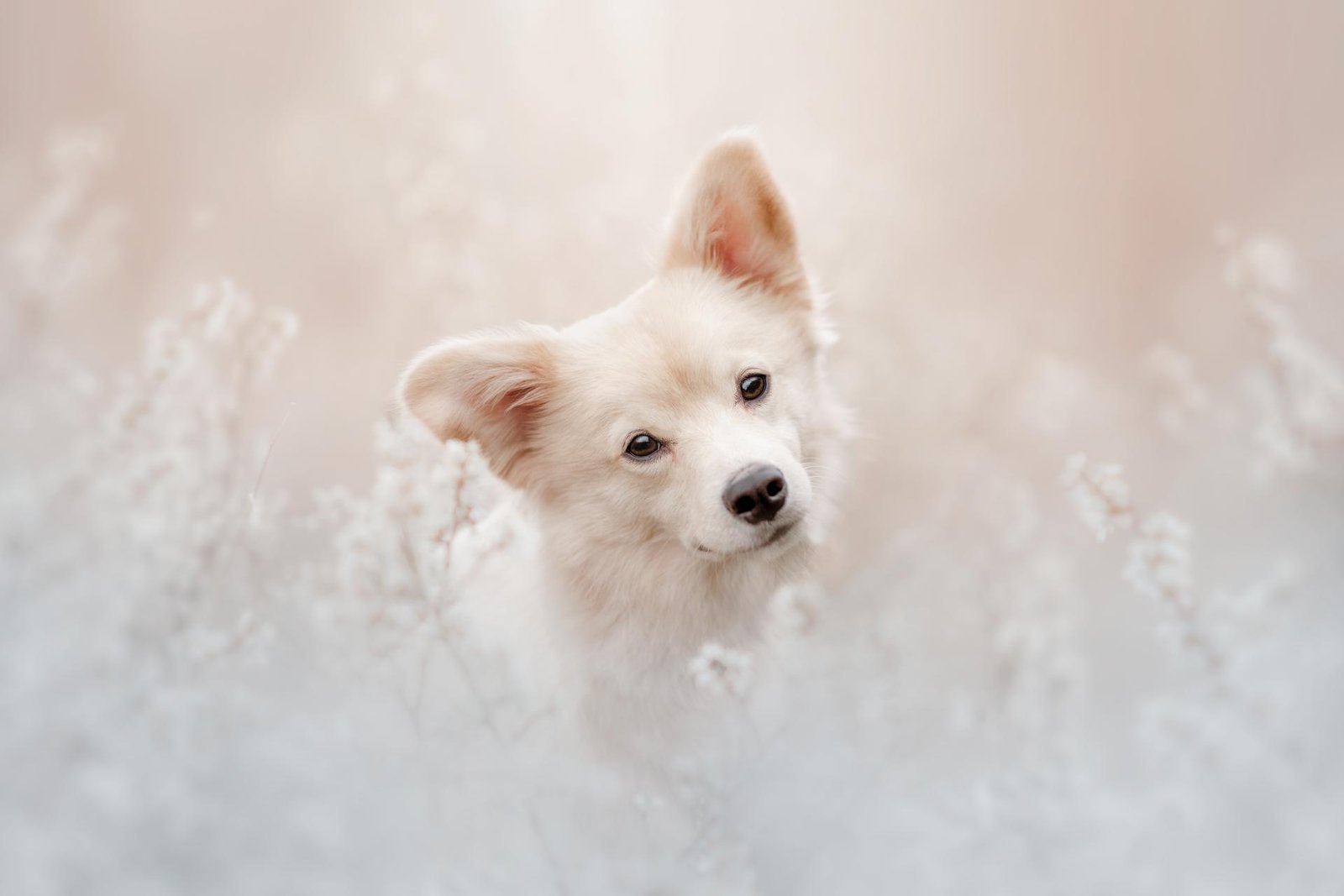 European Photography Awards Winner - Follow the flower rainbow