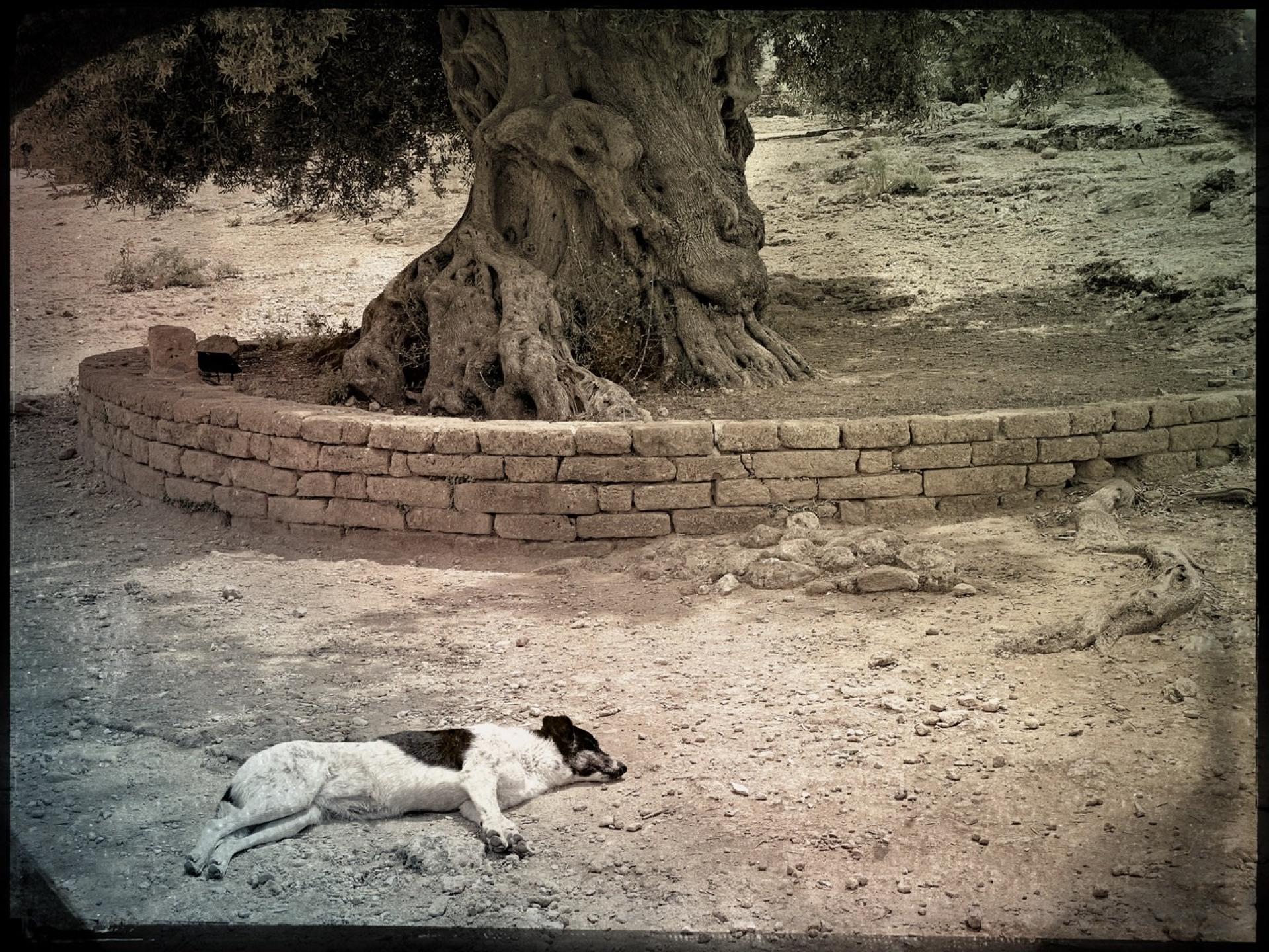 European Photography Awards Winner - Sicily