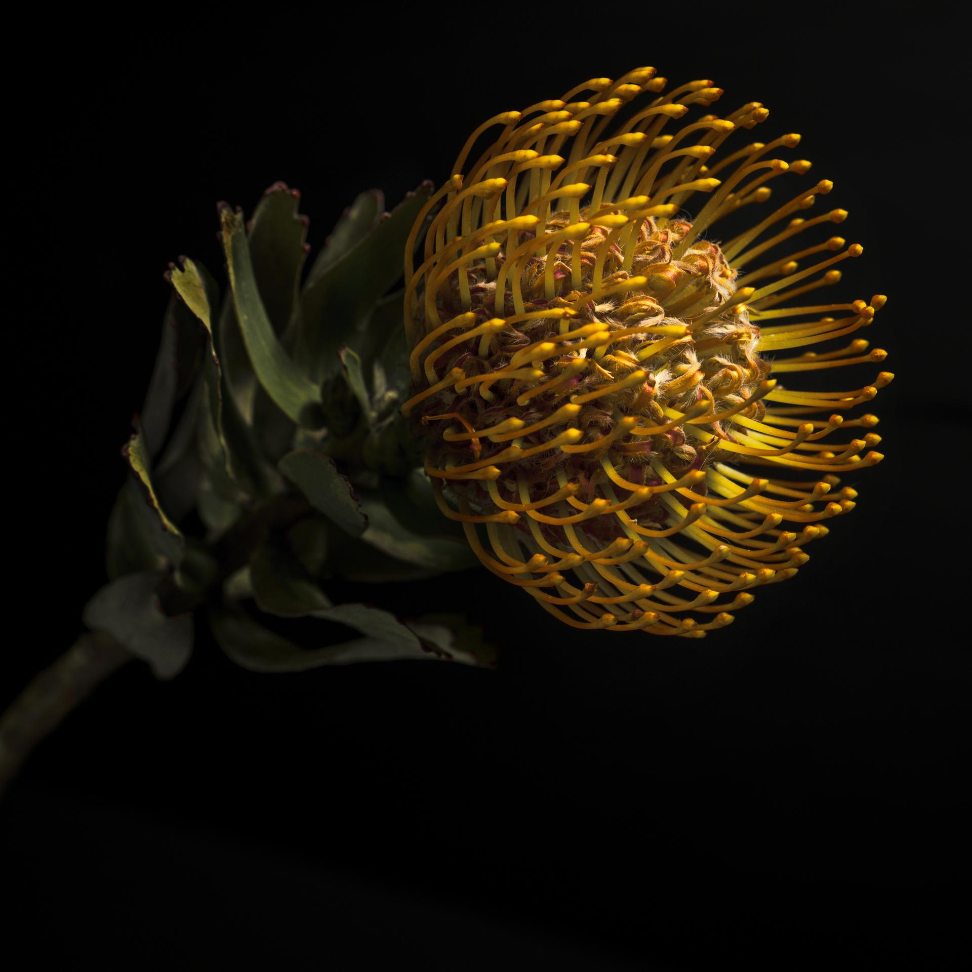 European Photography Awards Winner - Medusa