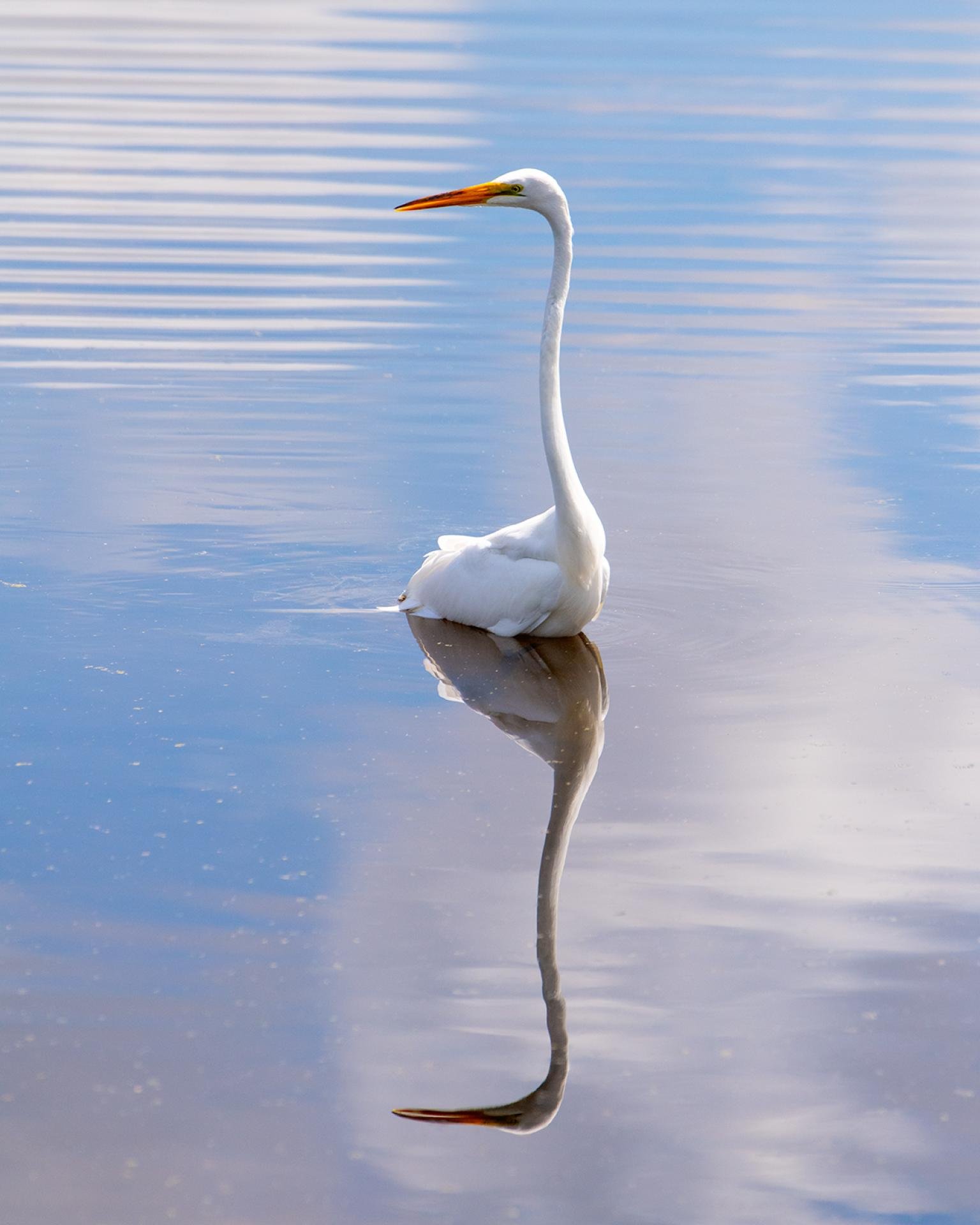 European Photography Awards Winner - Beauty in Wetland