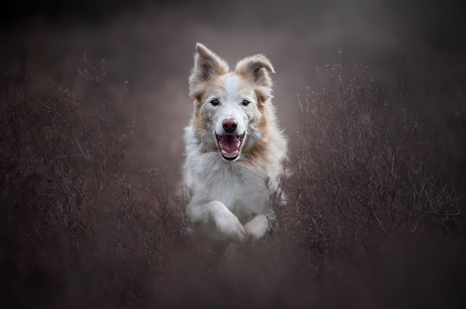 European Photography Awards Winner - Crazy 4 Heather