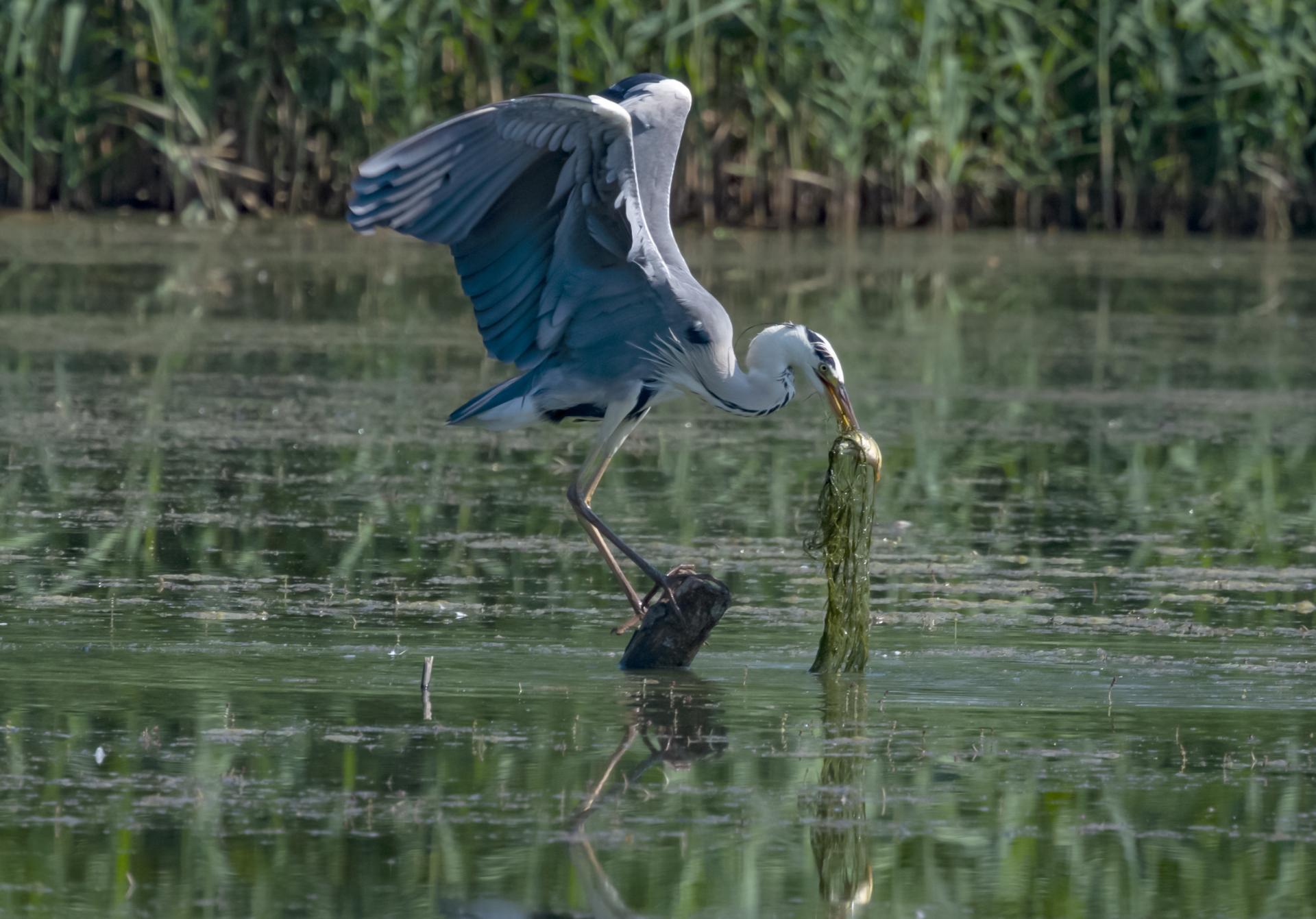 European Photography Awards Winner - The hunter bird