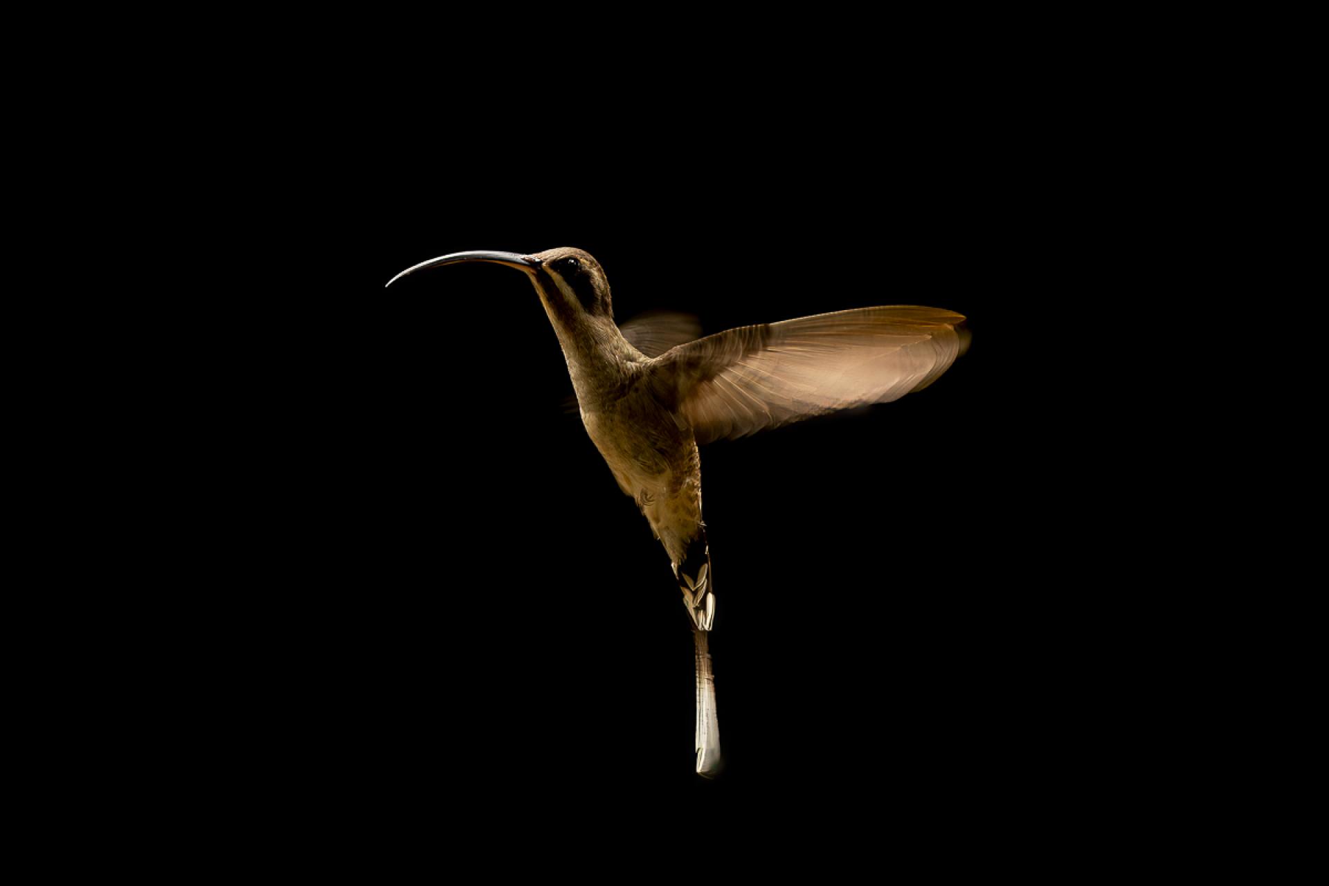 European Photography Awards Winner - Hummingbird Art