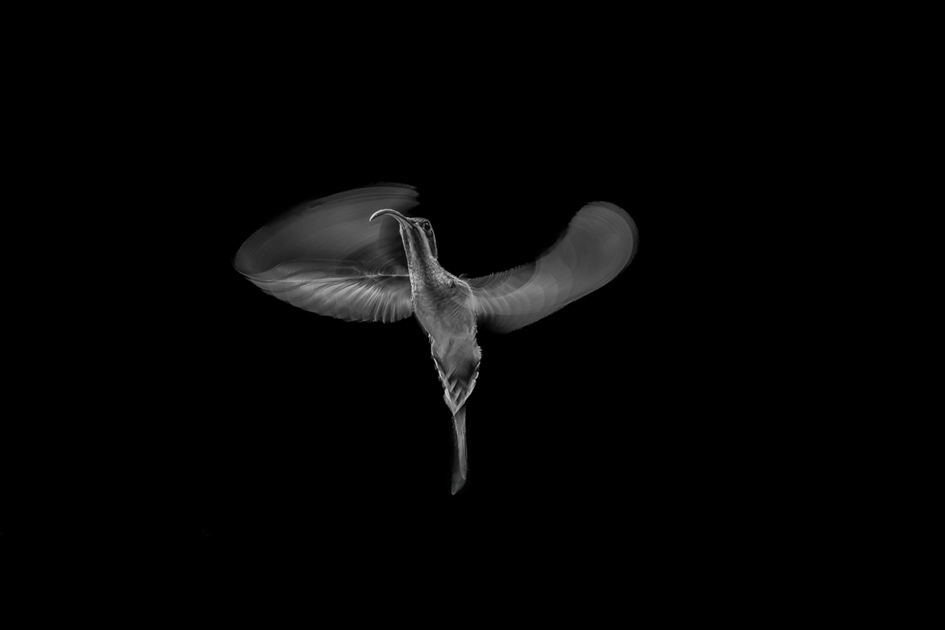 European Photography Awards Winner - Hummingbird Art