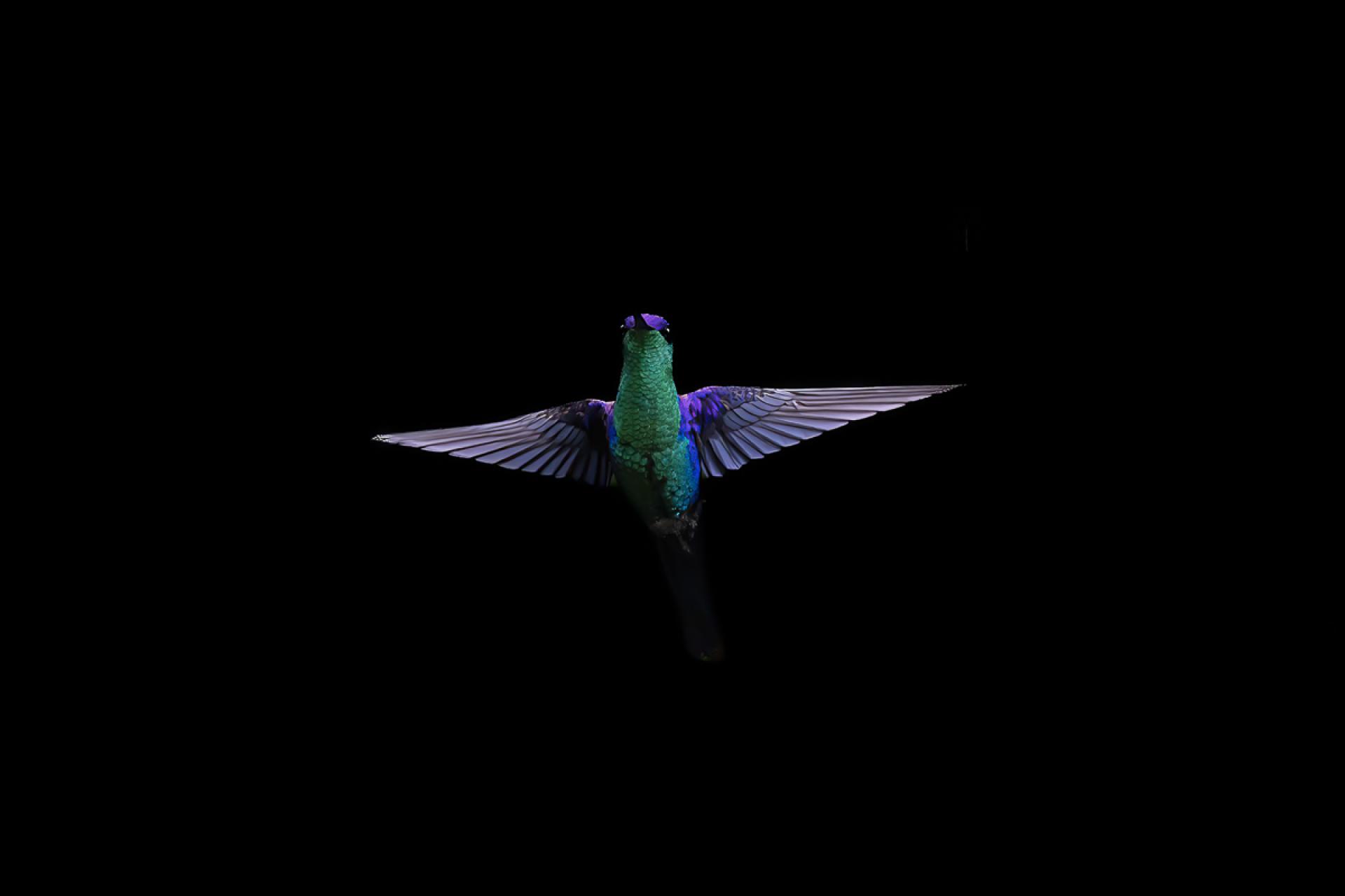 European Photography Awards Winner - Hummingbird Art