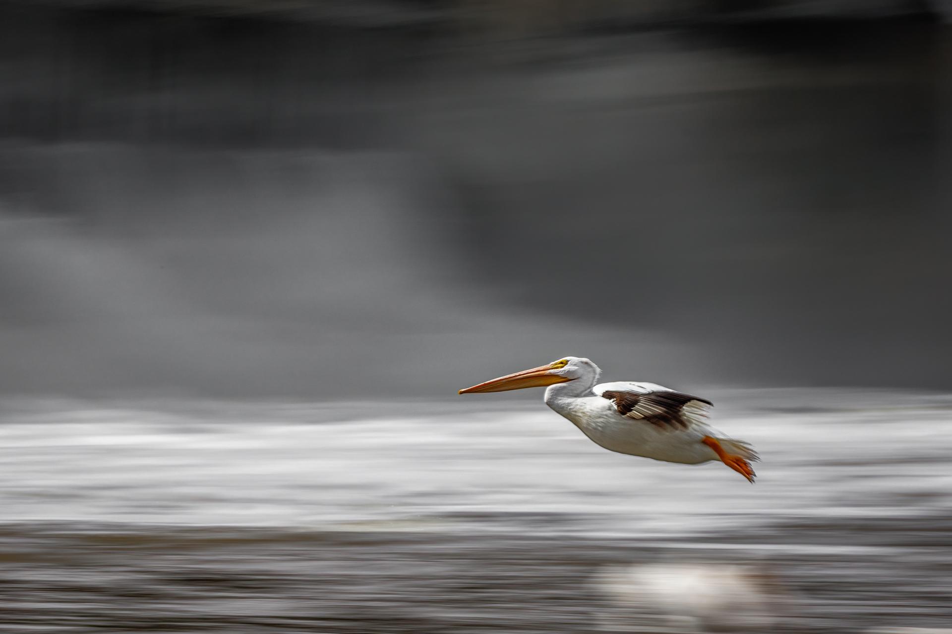 European Photography Awards Winner - PELICAN ON FINAL