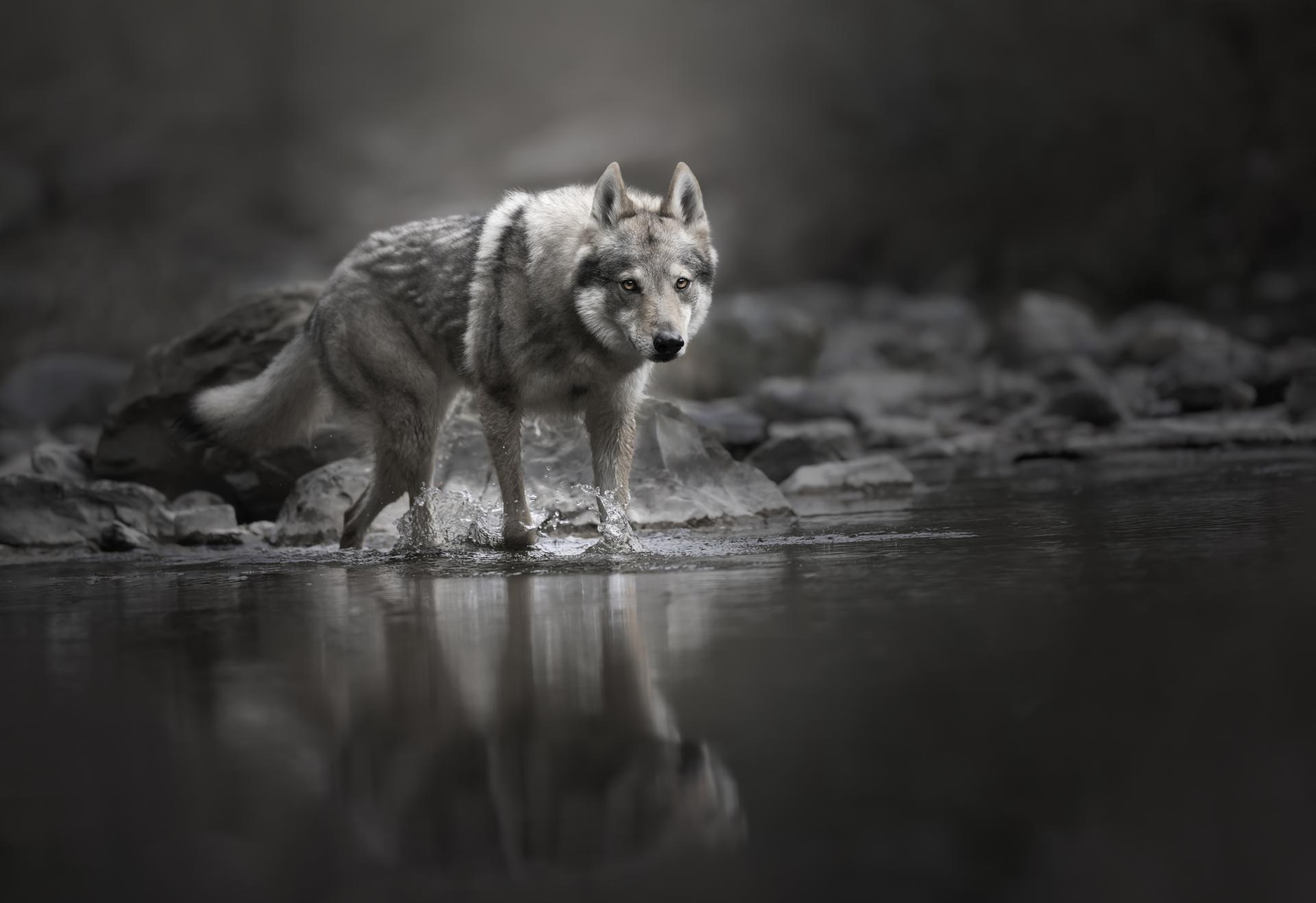 European Photography Awards Winner - Wolf? Czechoslovakian Wolfdog