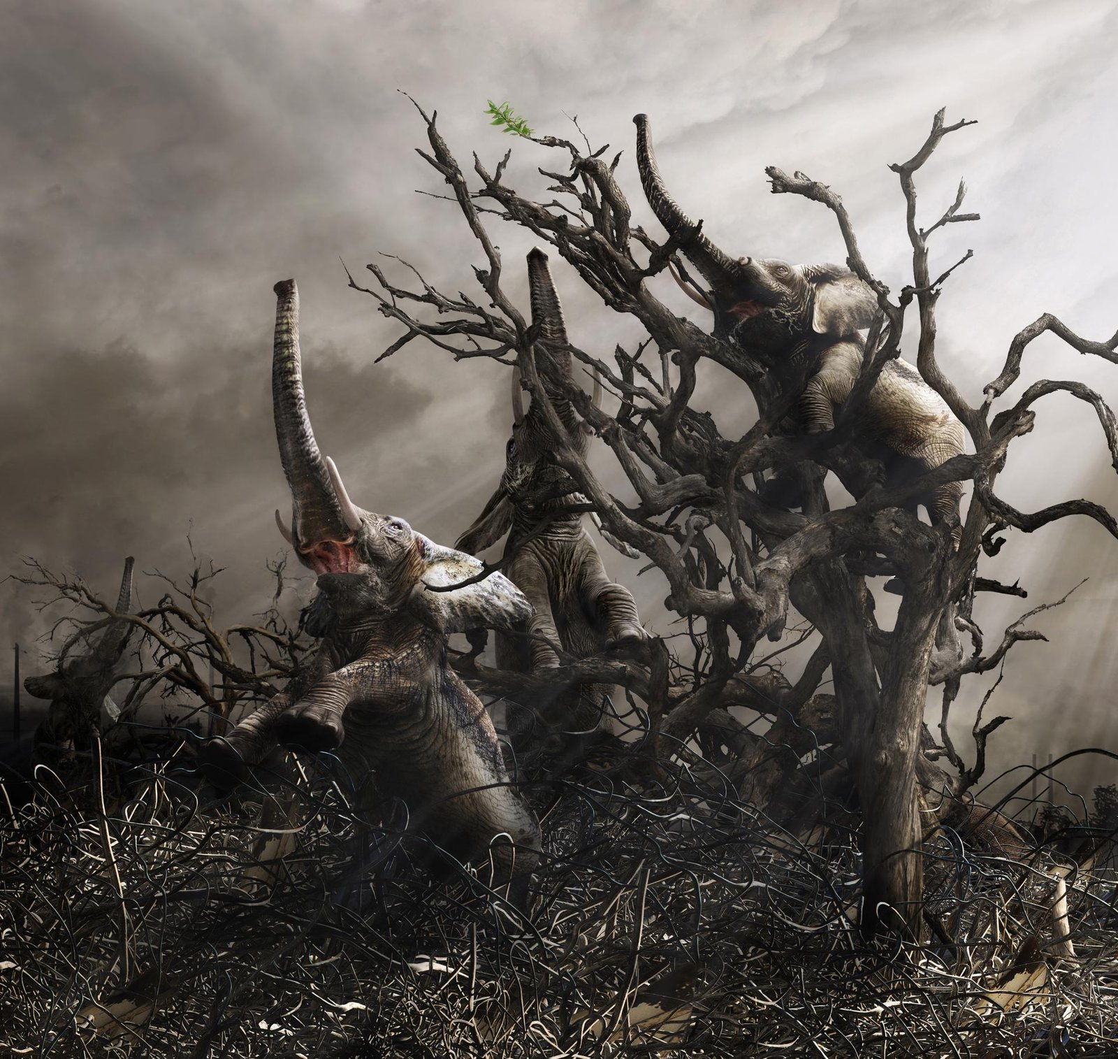 European Photography Awards Winner - The last feed.