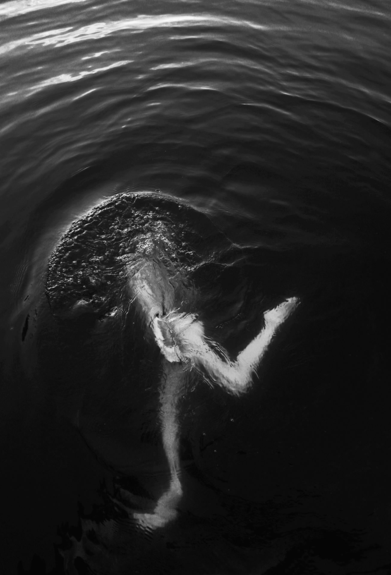 European Photography Awards Winner - Before they go