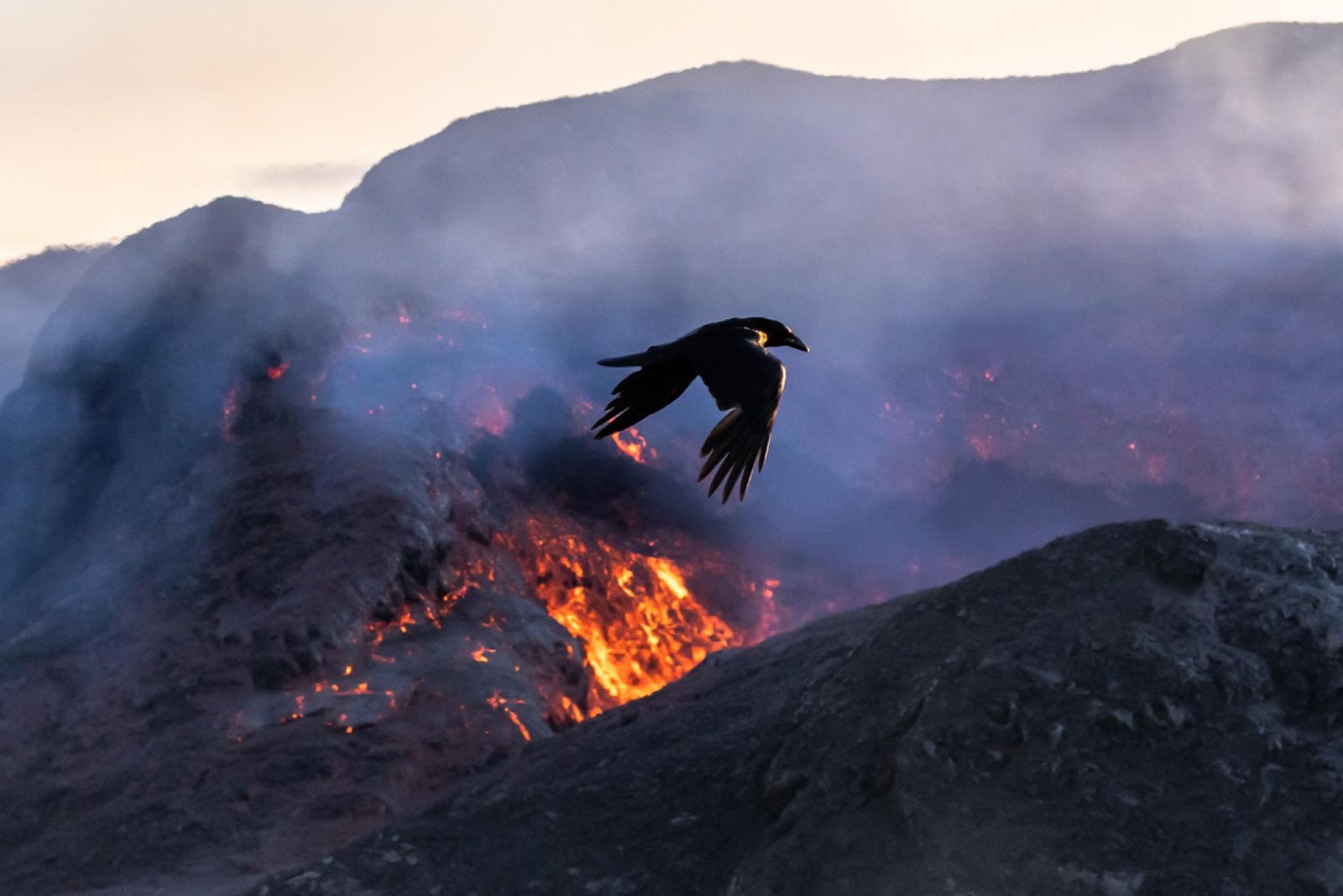 European Photography Awards Winner - Fiery Raven