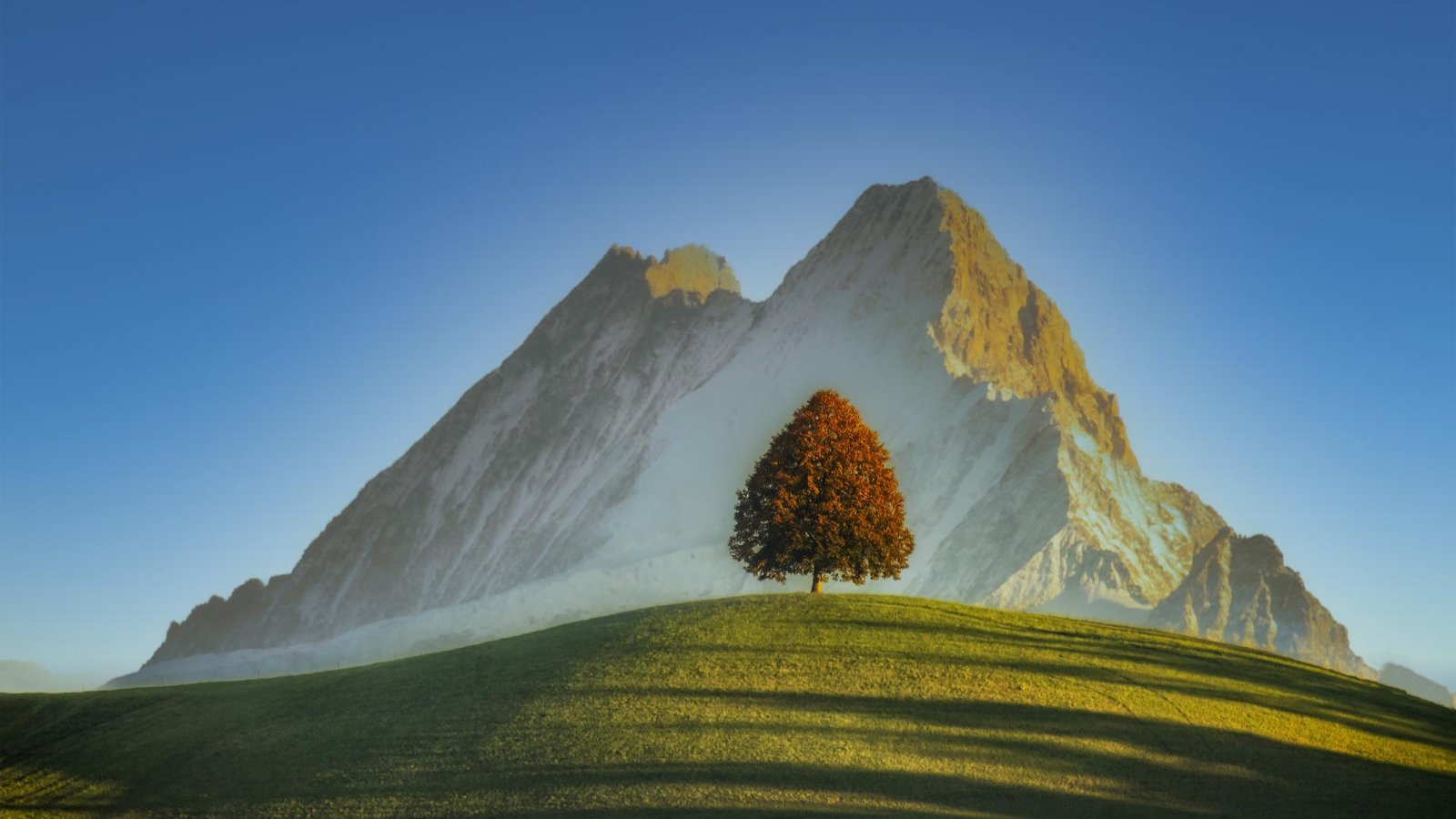 European Photography Awards Winner - The Linden Tree