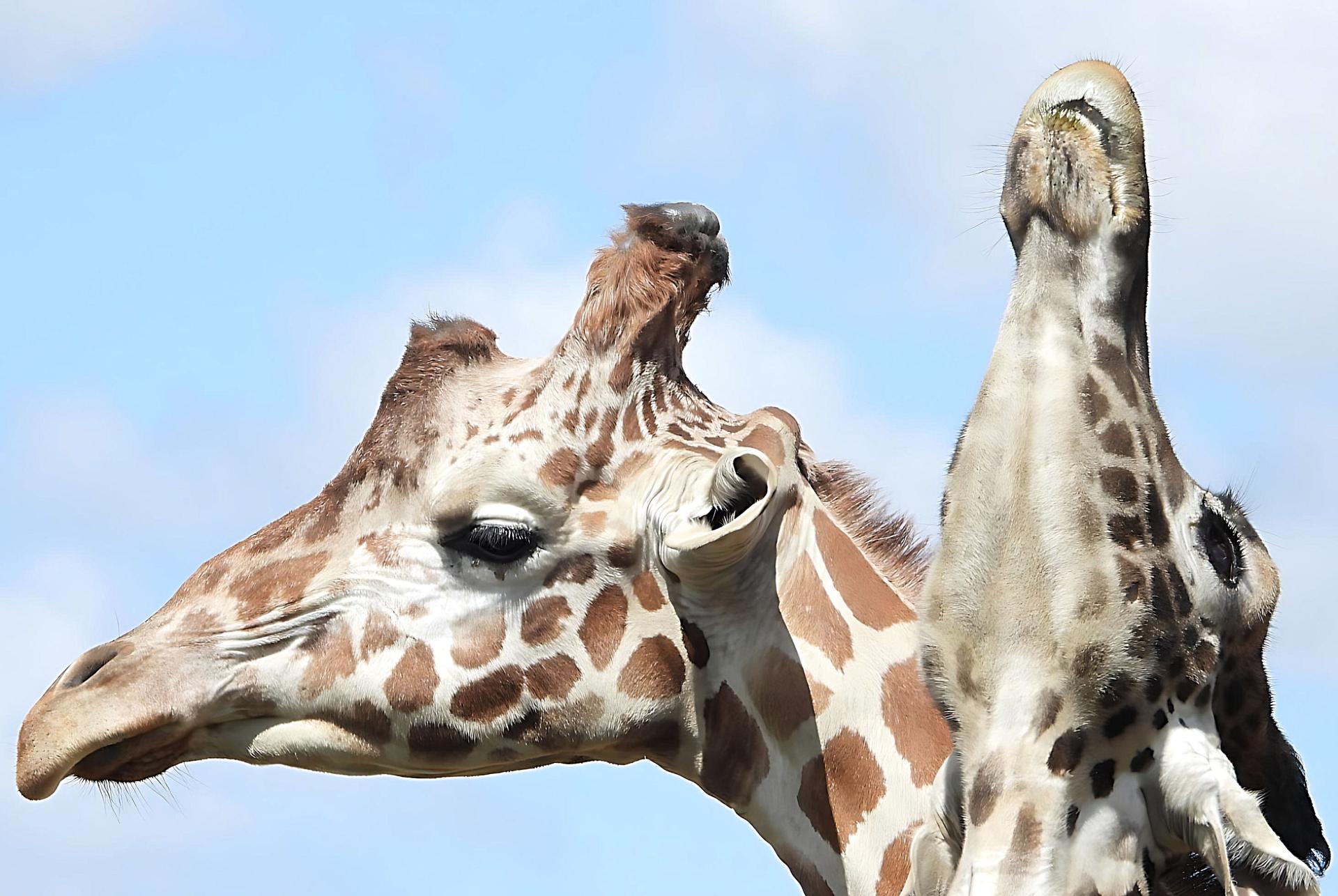 European Photography Awards Winner - Giraffes