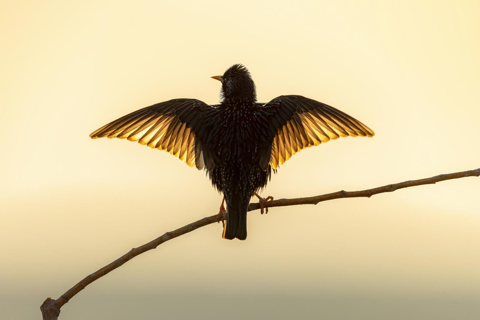 European Photography Awards Winner - The morning sunbath