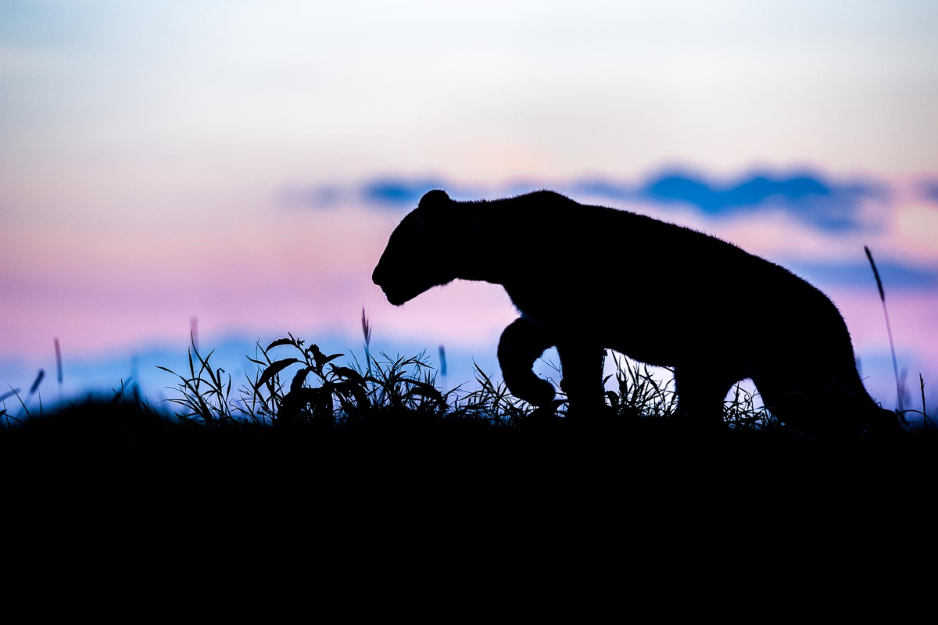 European Photography Awards Winner - Blue lion