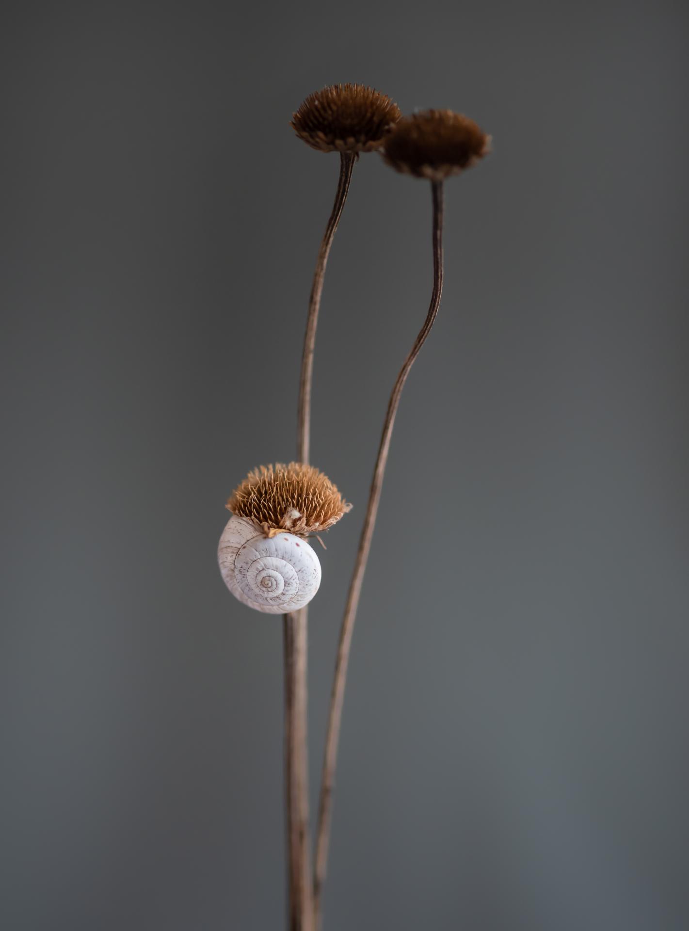 European Photography Awards Winner - Chakra