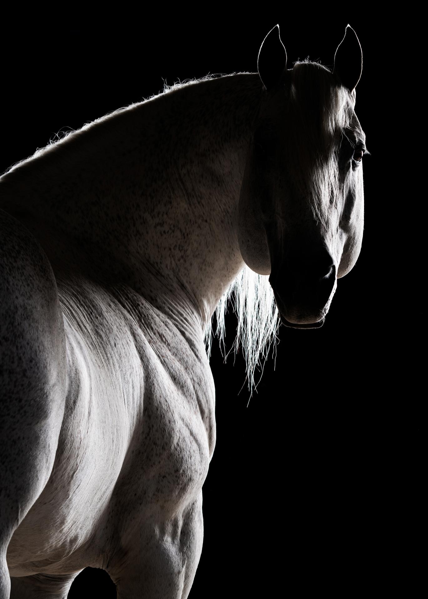 European Photography Awards Winner - Horse Soul